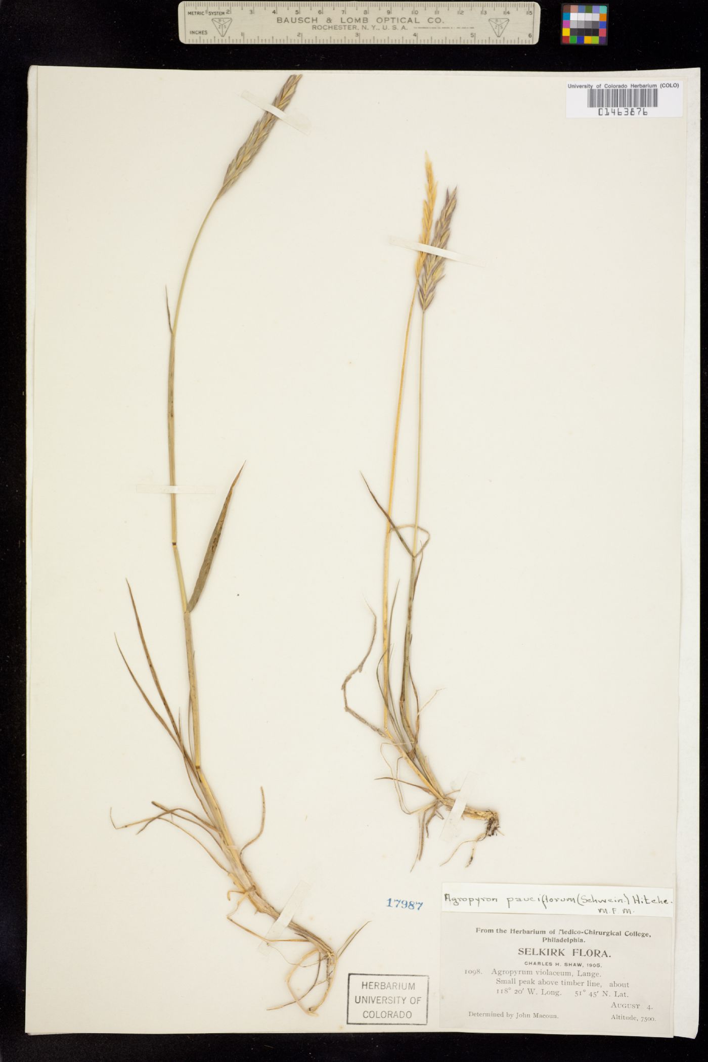 Elymus trachycaulus image