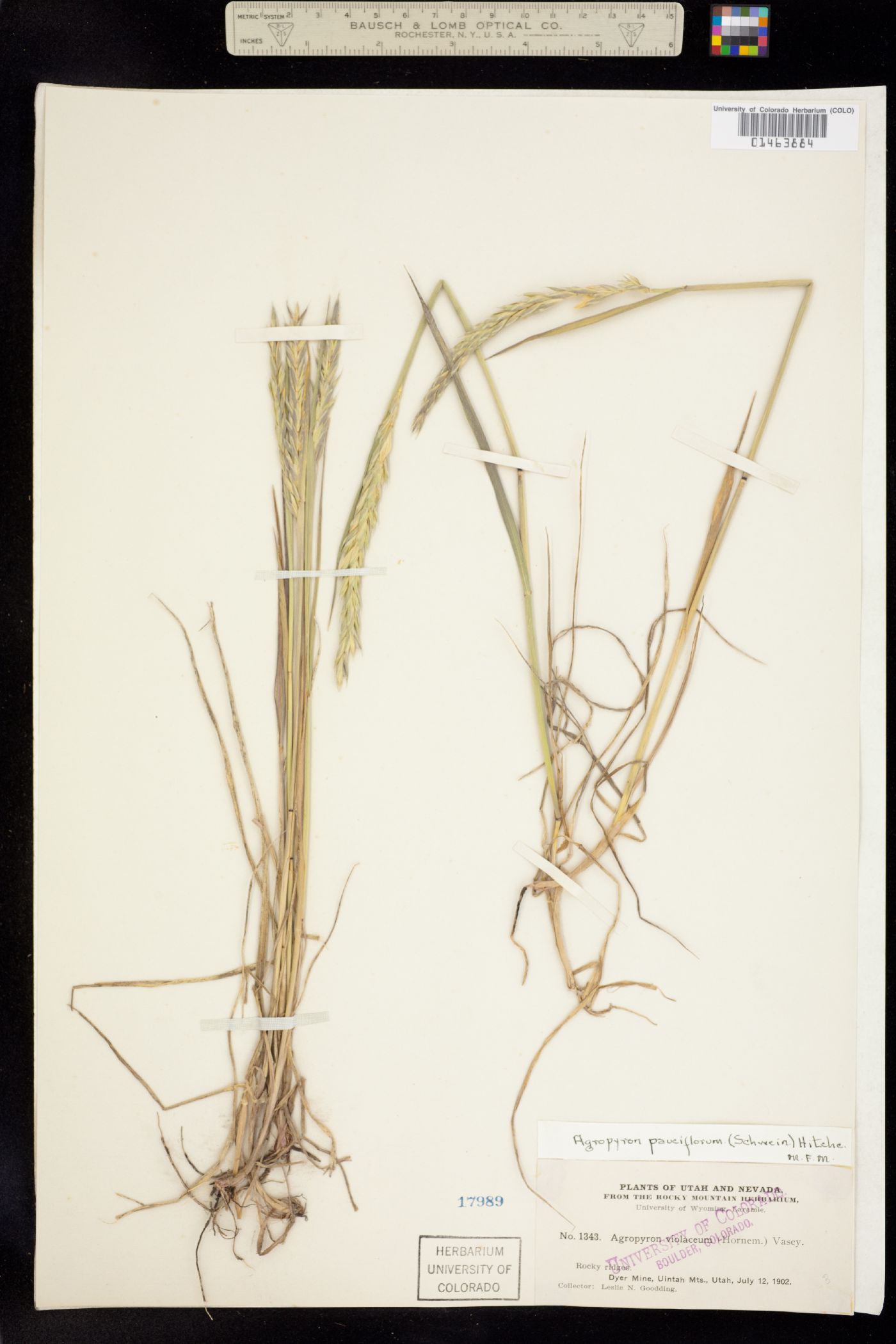 Elymus trachycaulus image