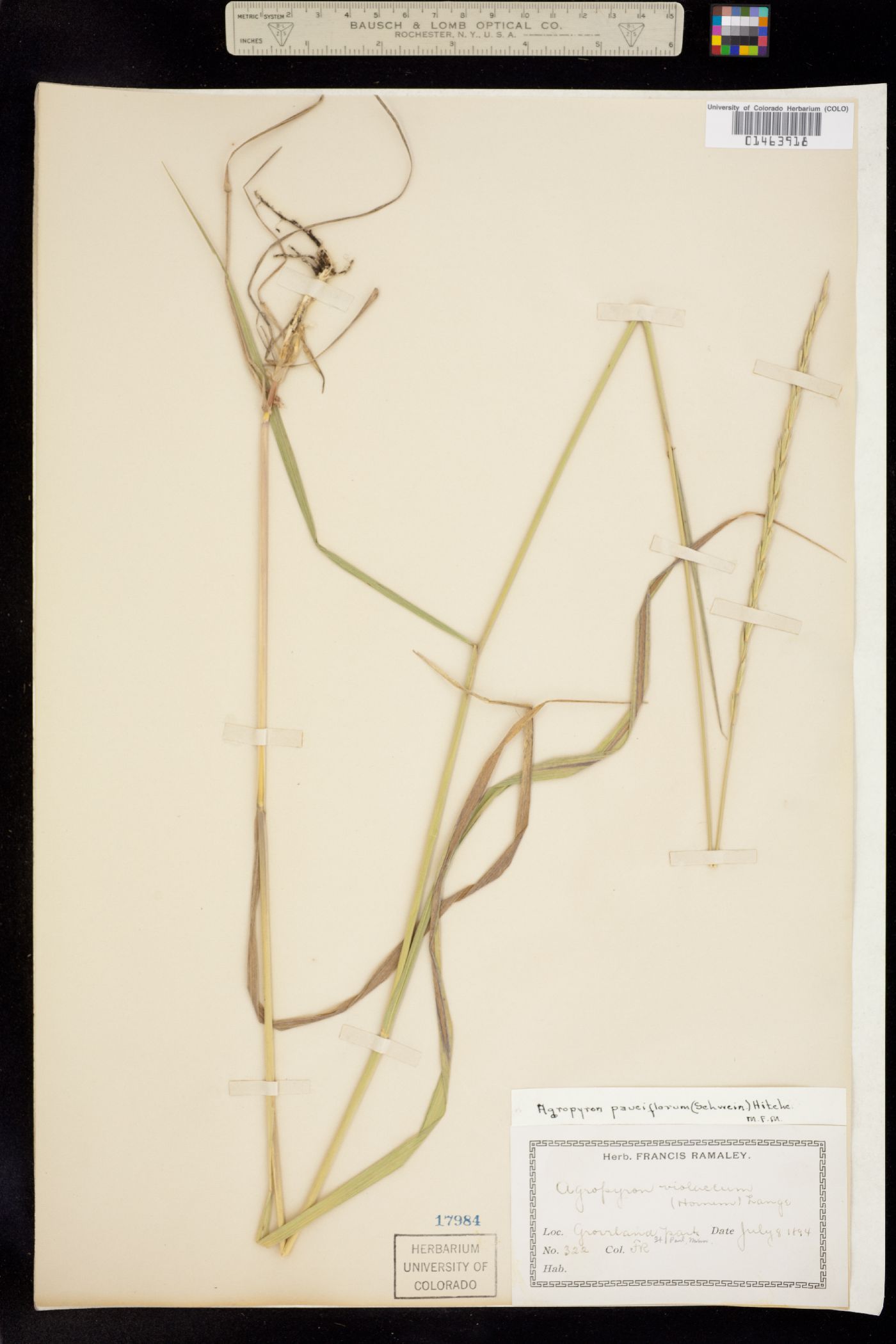 Elymus trachycaulus image