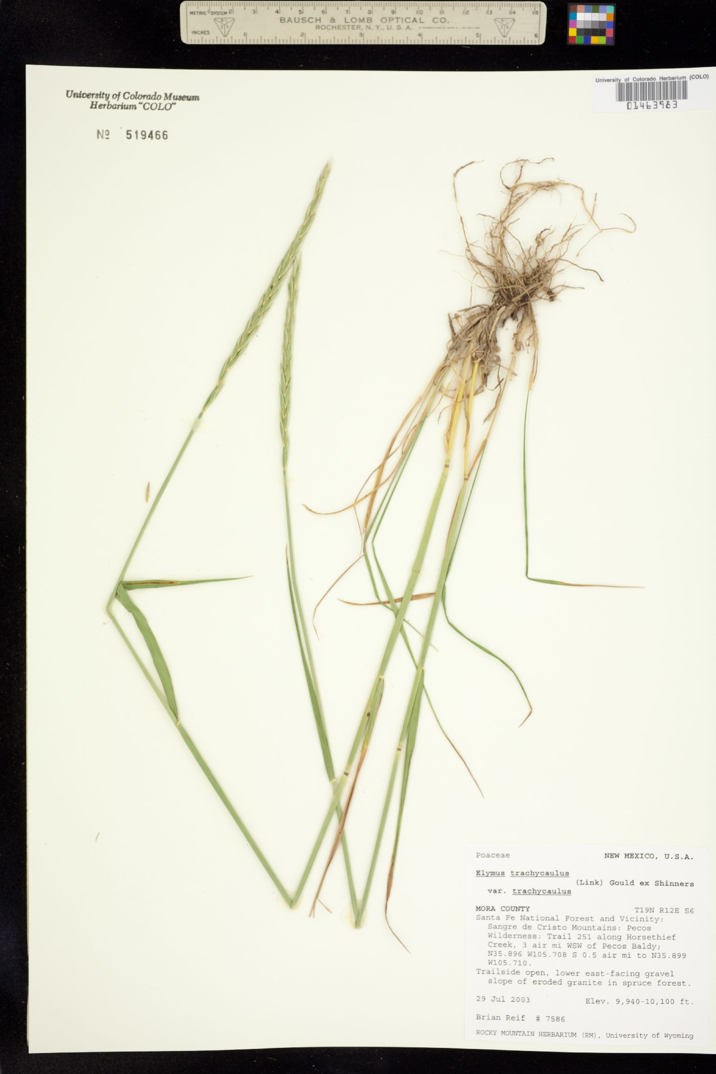 Elymus trachycaulus image