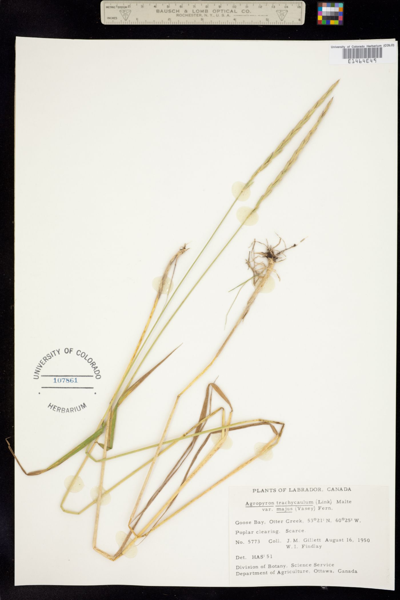 Elymus trachycaulus image