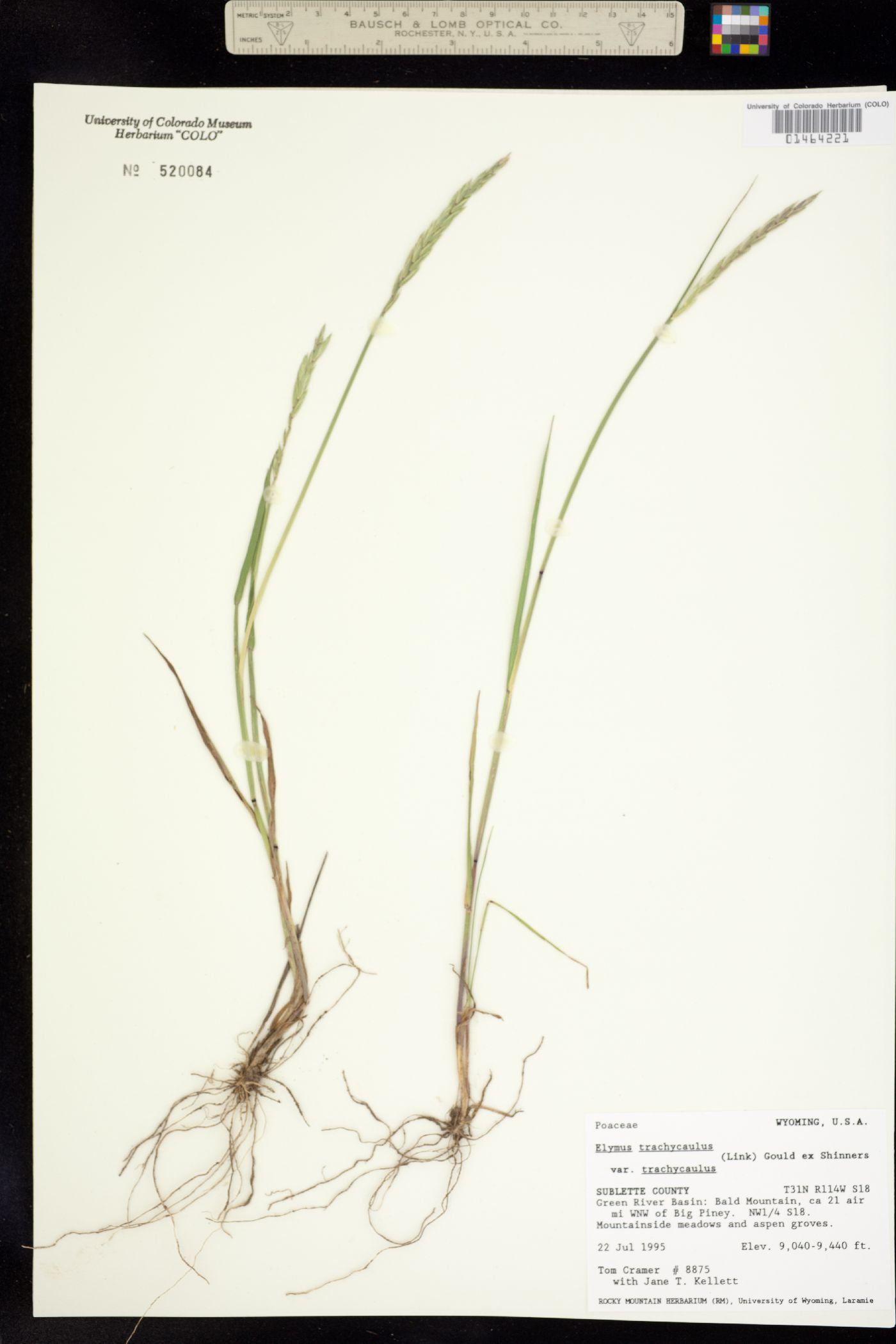 Elymus image