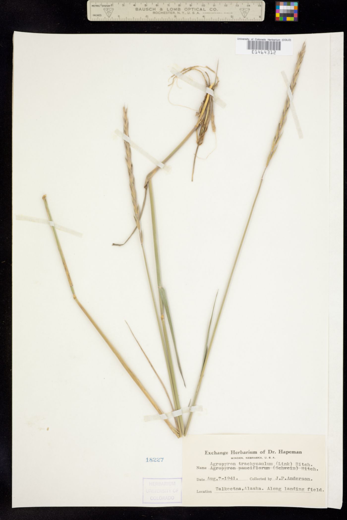 Elymus trachycaulus image