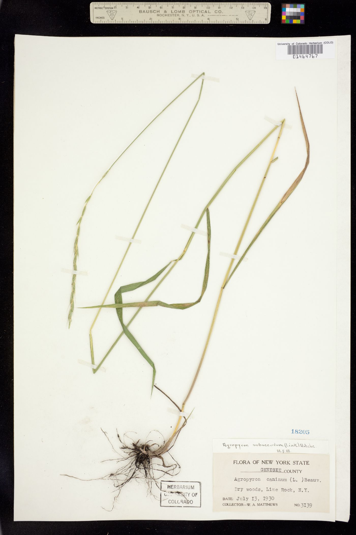 Elymus trachycaulus image