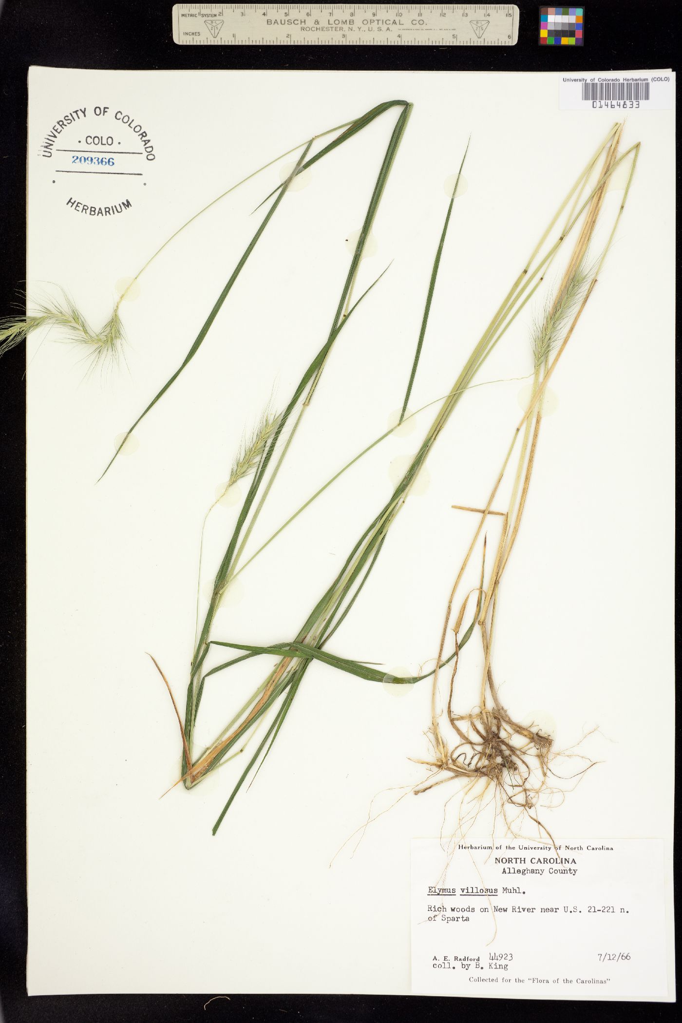 Elymus villosus image