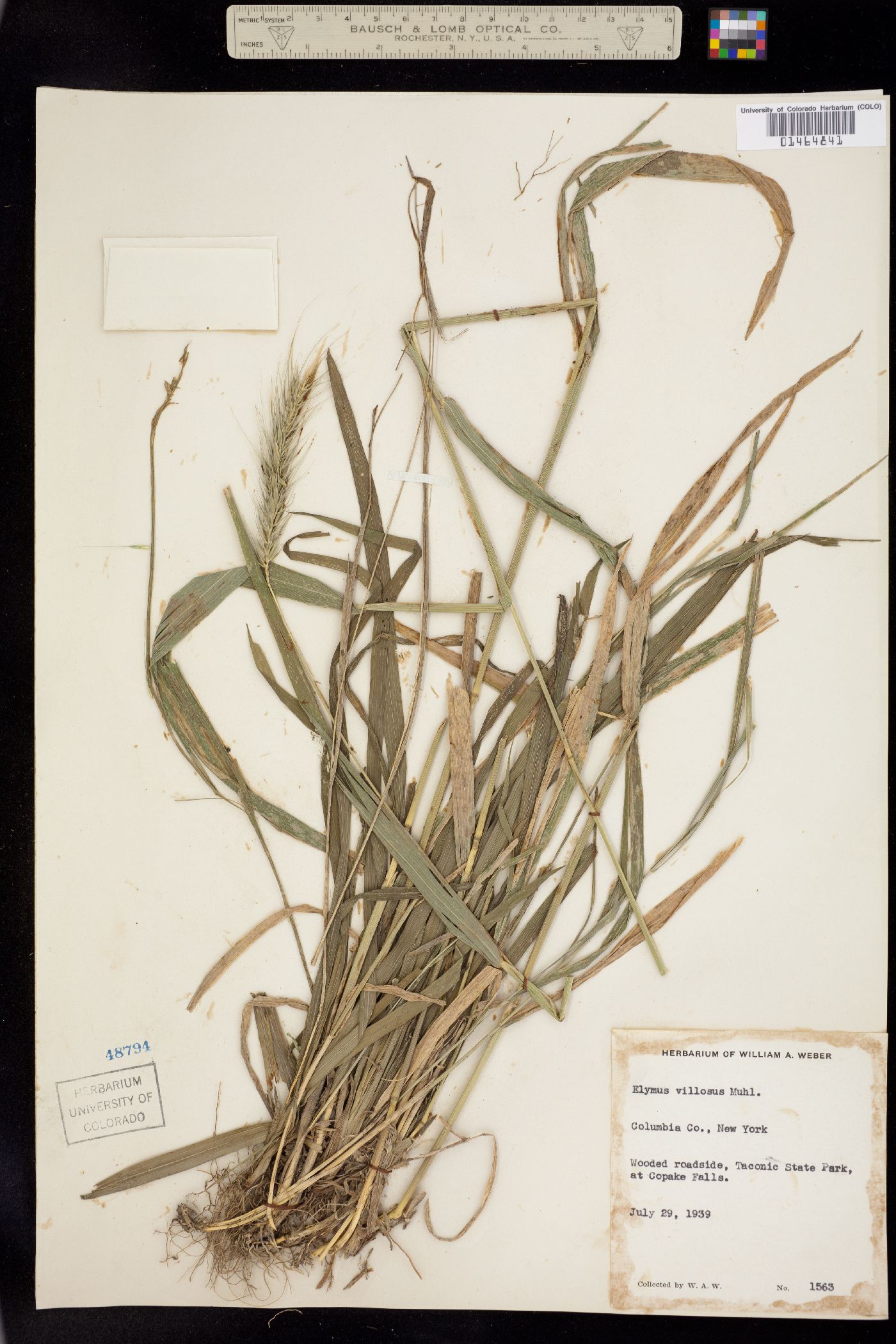 Elymus villosus image