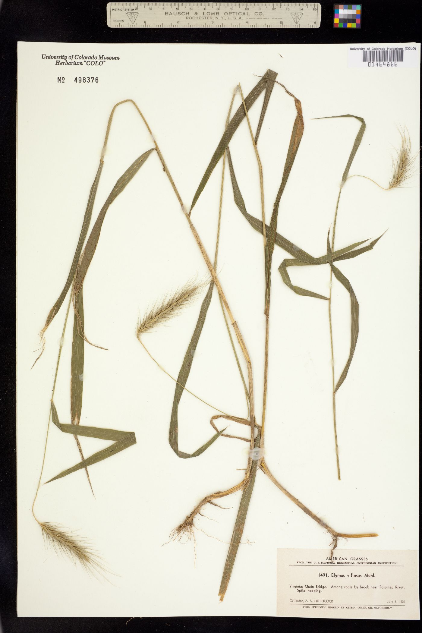 Elymus villosus image