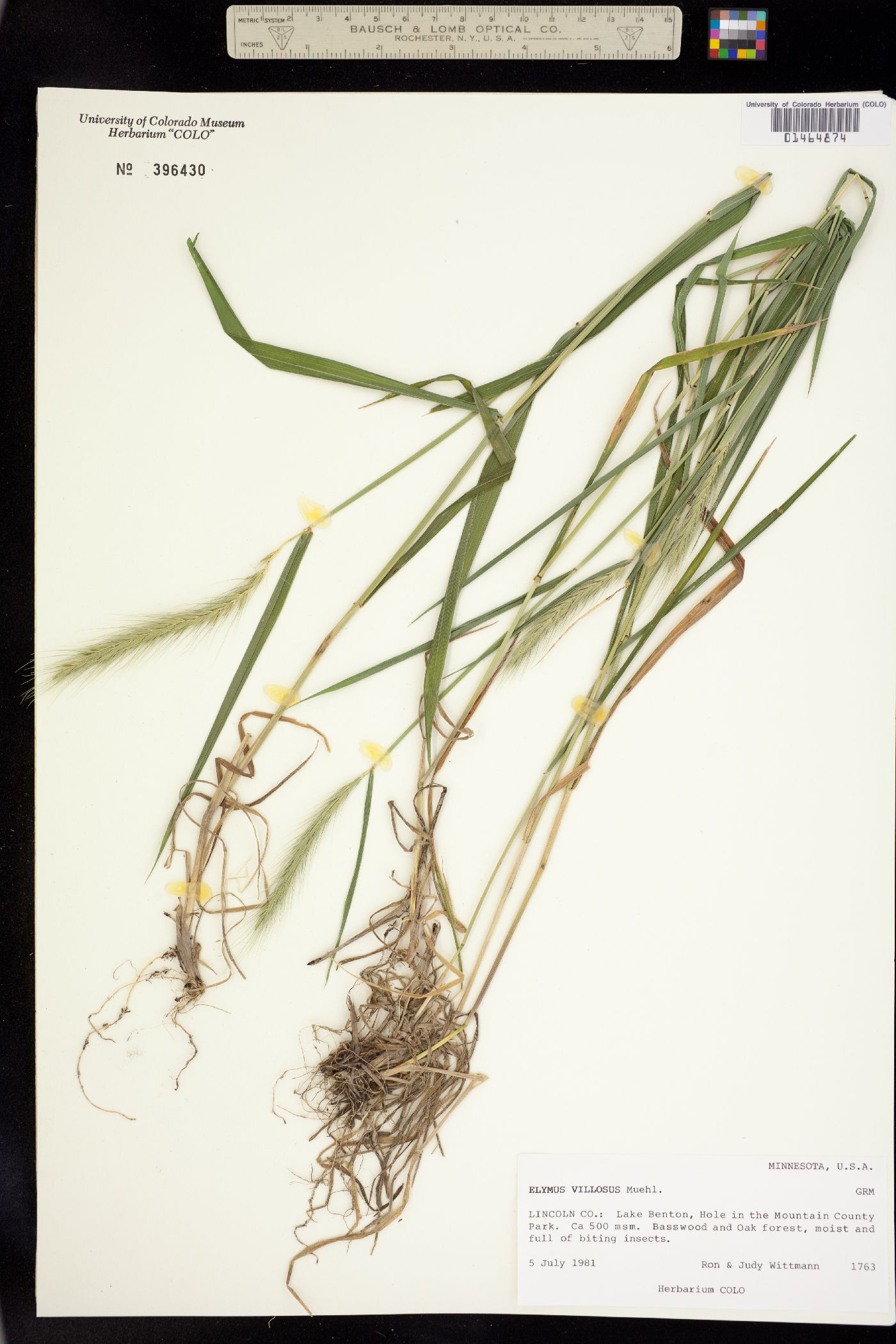 Elymus villosus image