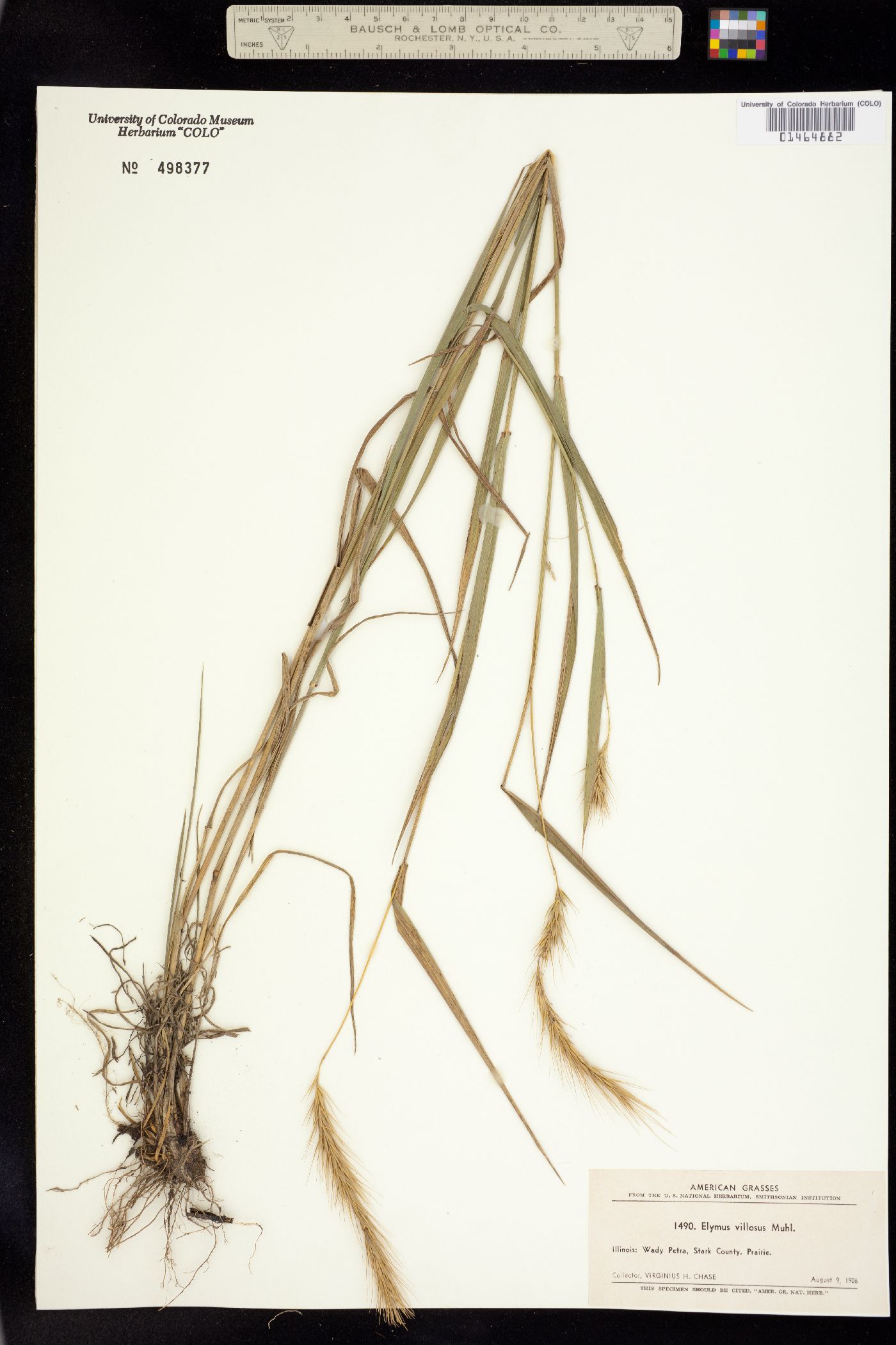 Elymus villosus image