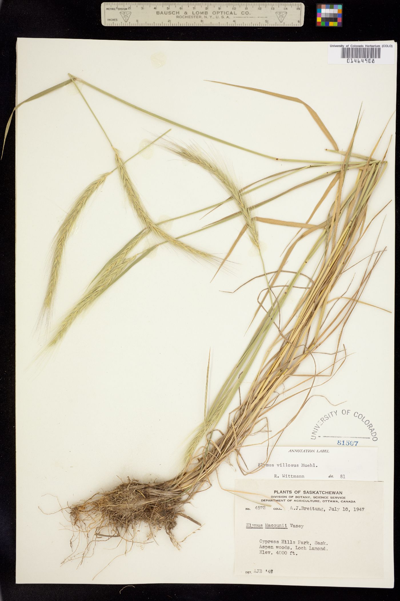Elymus villosus image