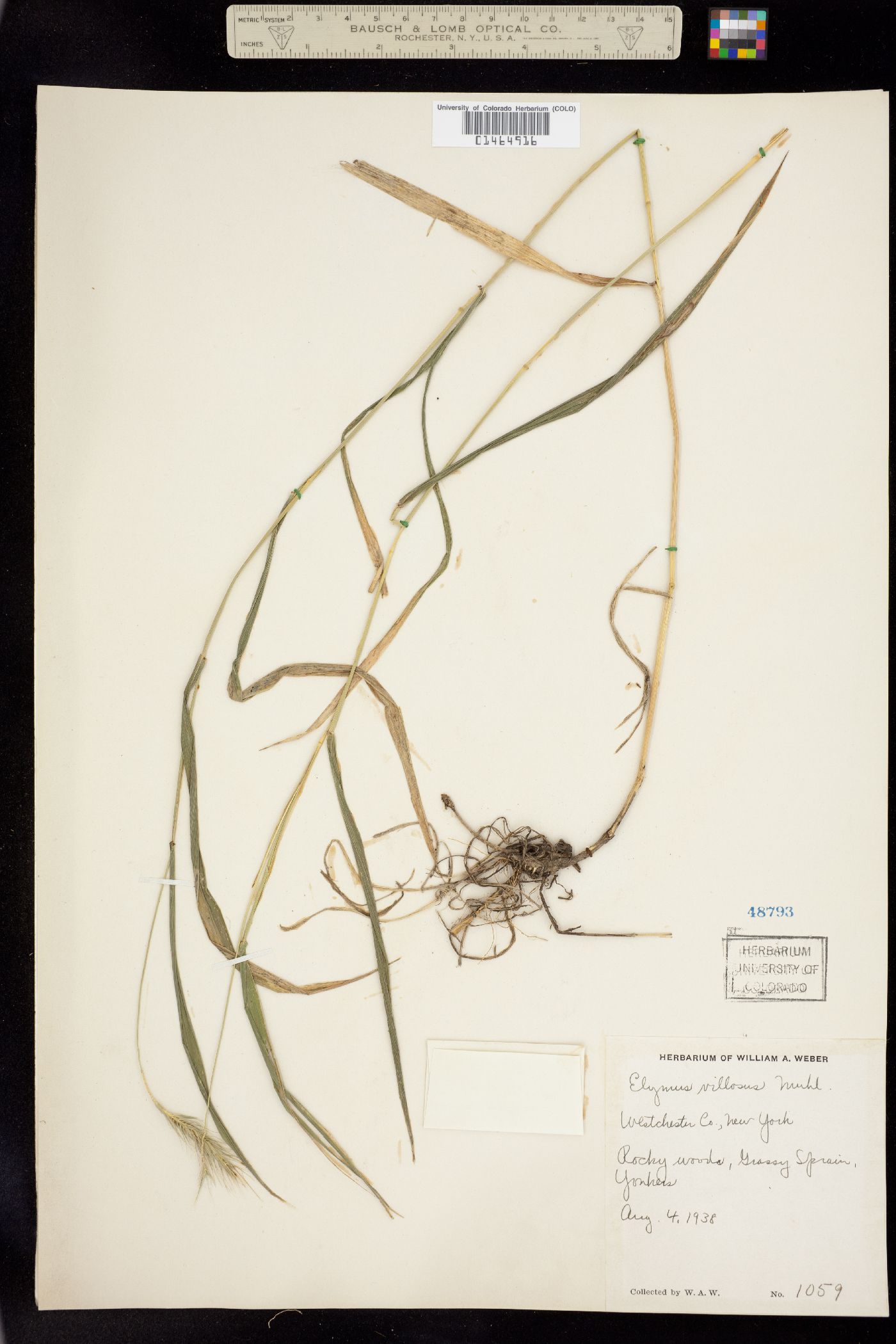 Elymus villosus image