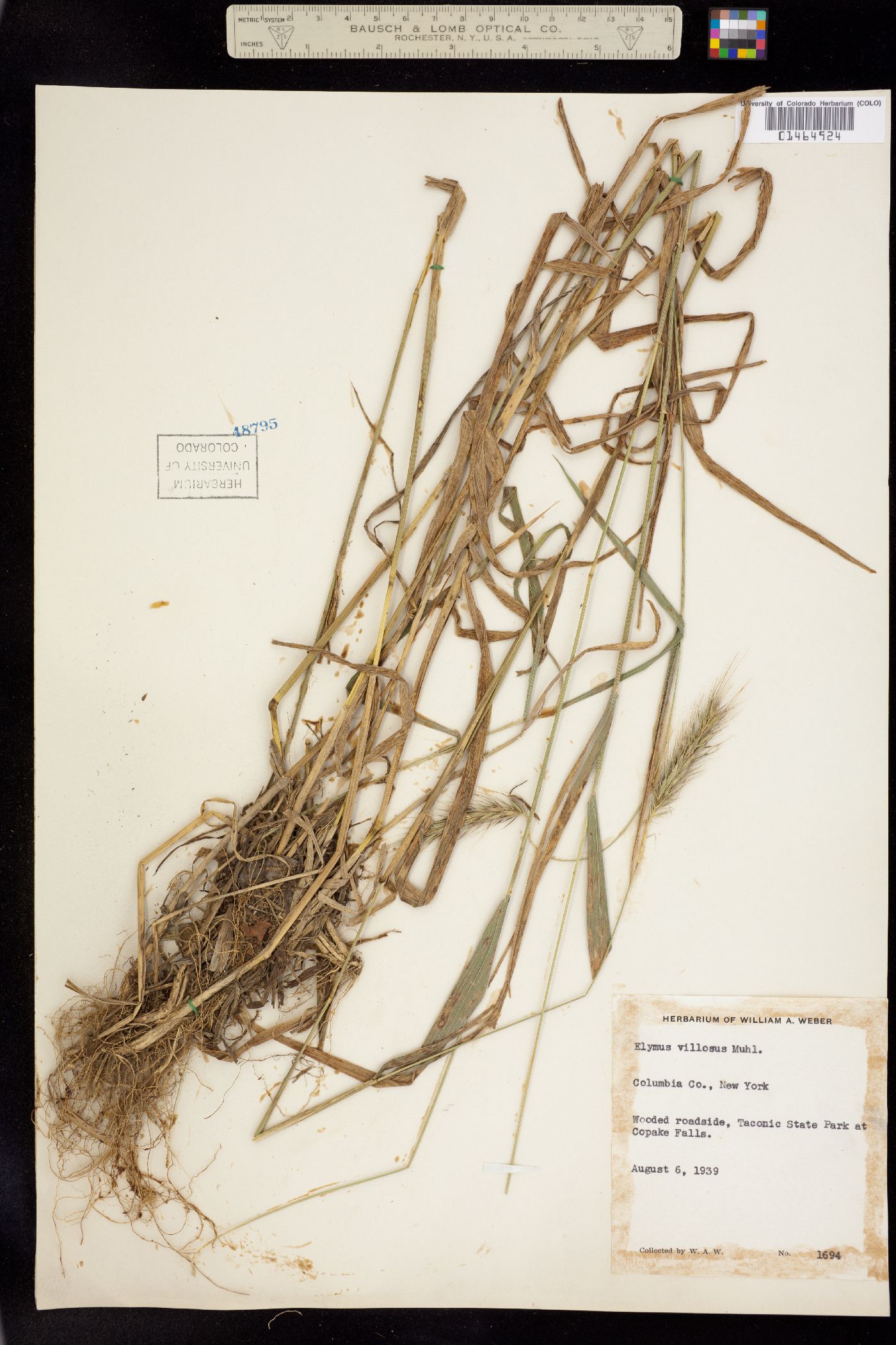 Elymus villosus image