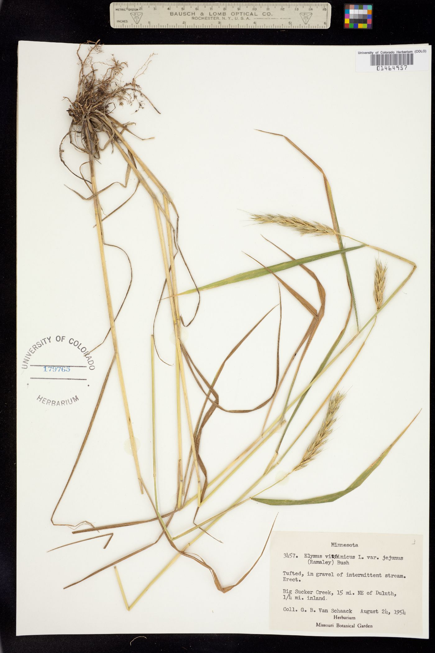 Elymus virginicus image