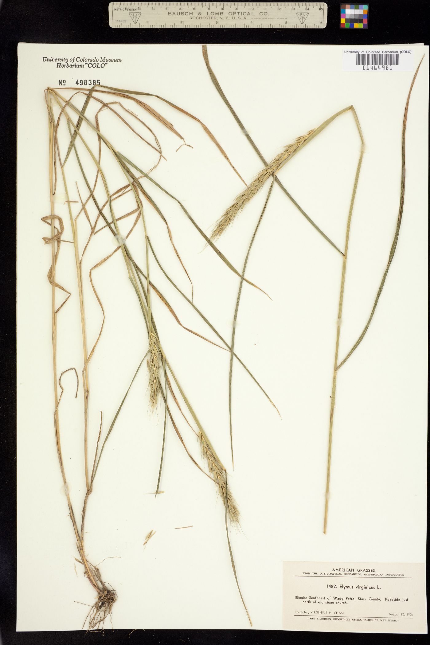 Elymus virginicus image