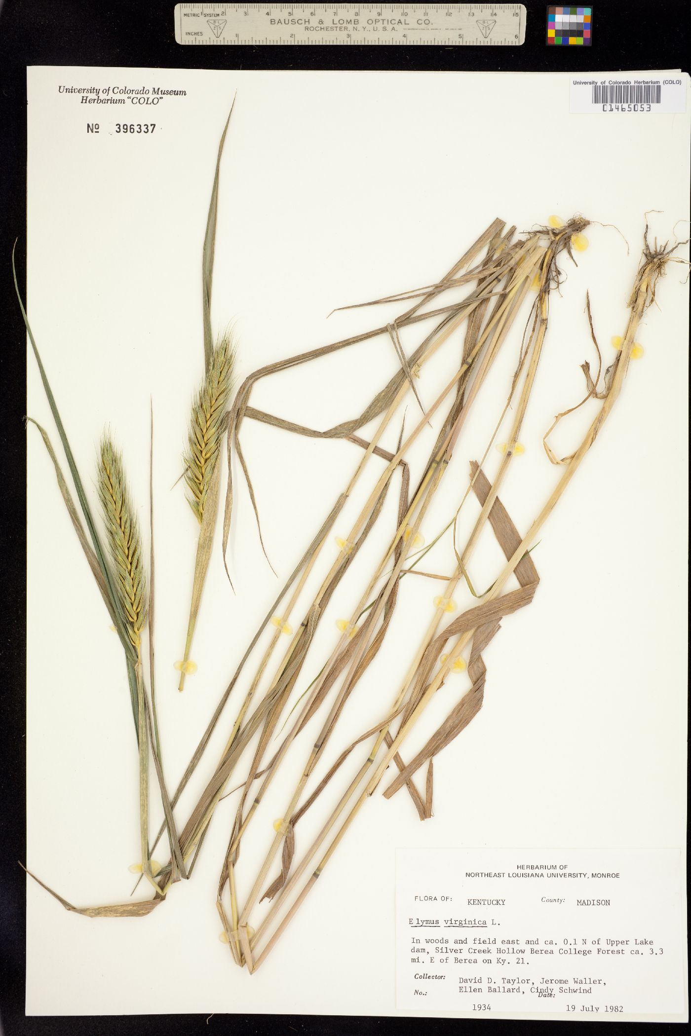 Elymus virginicus image
