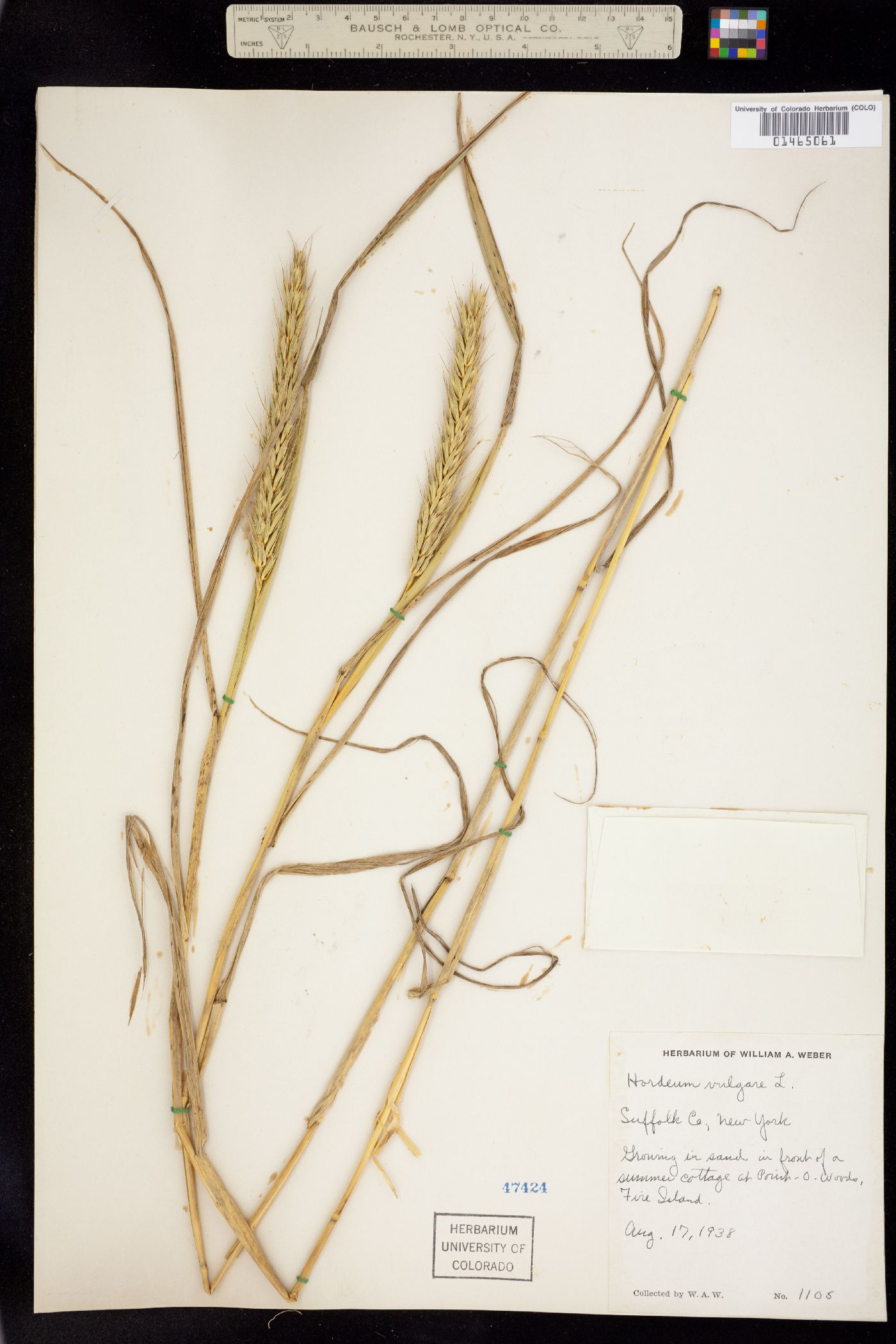 Elymus virginicus image