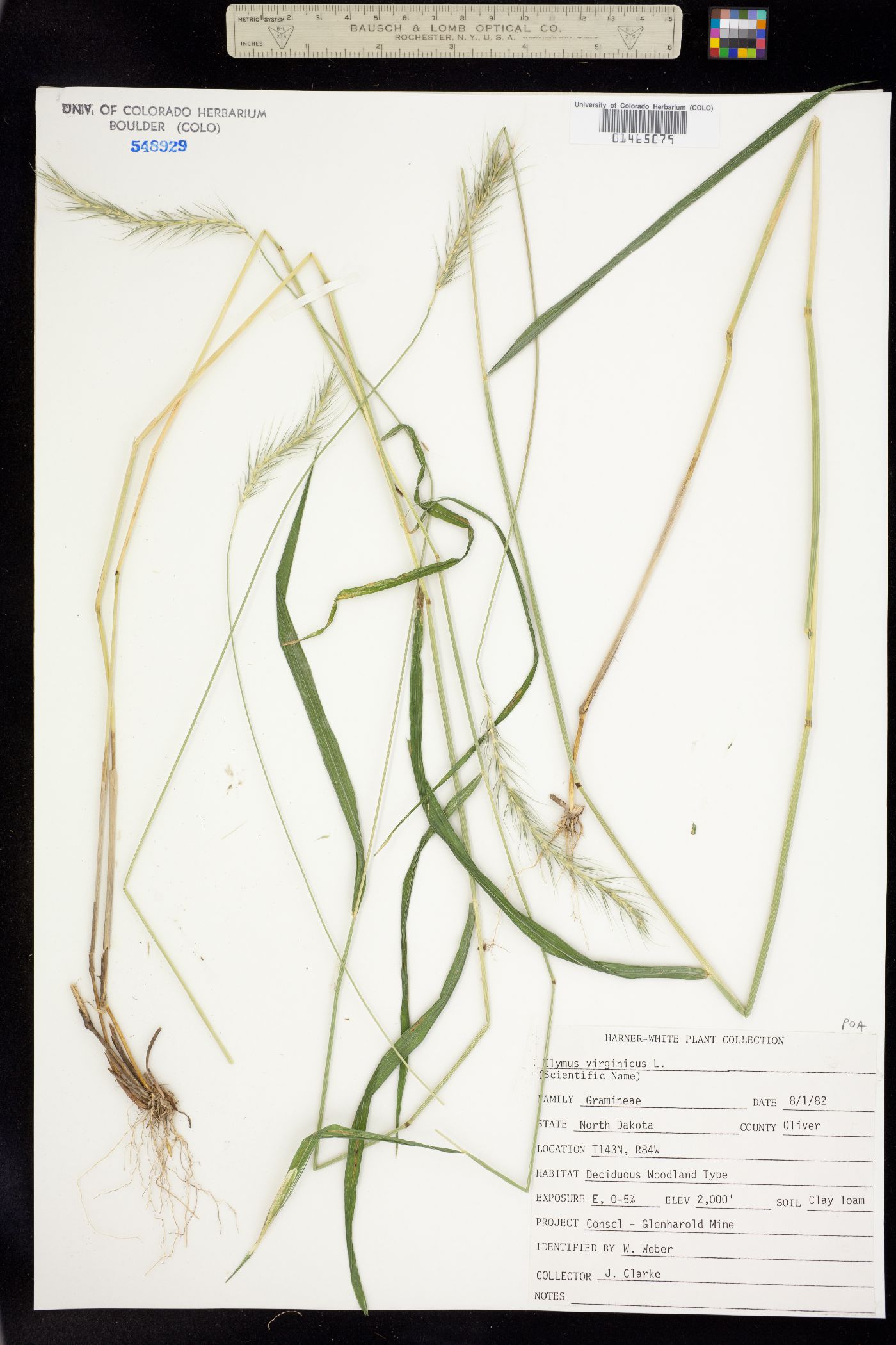 Elymus virginicus image