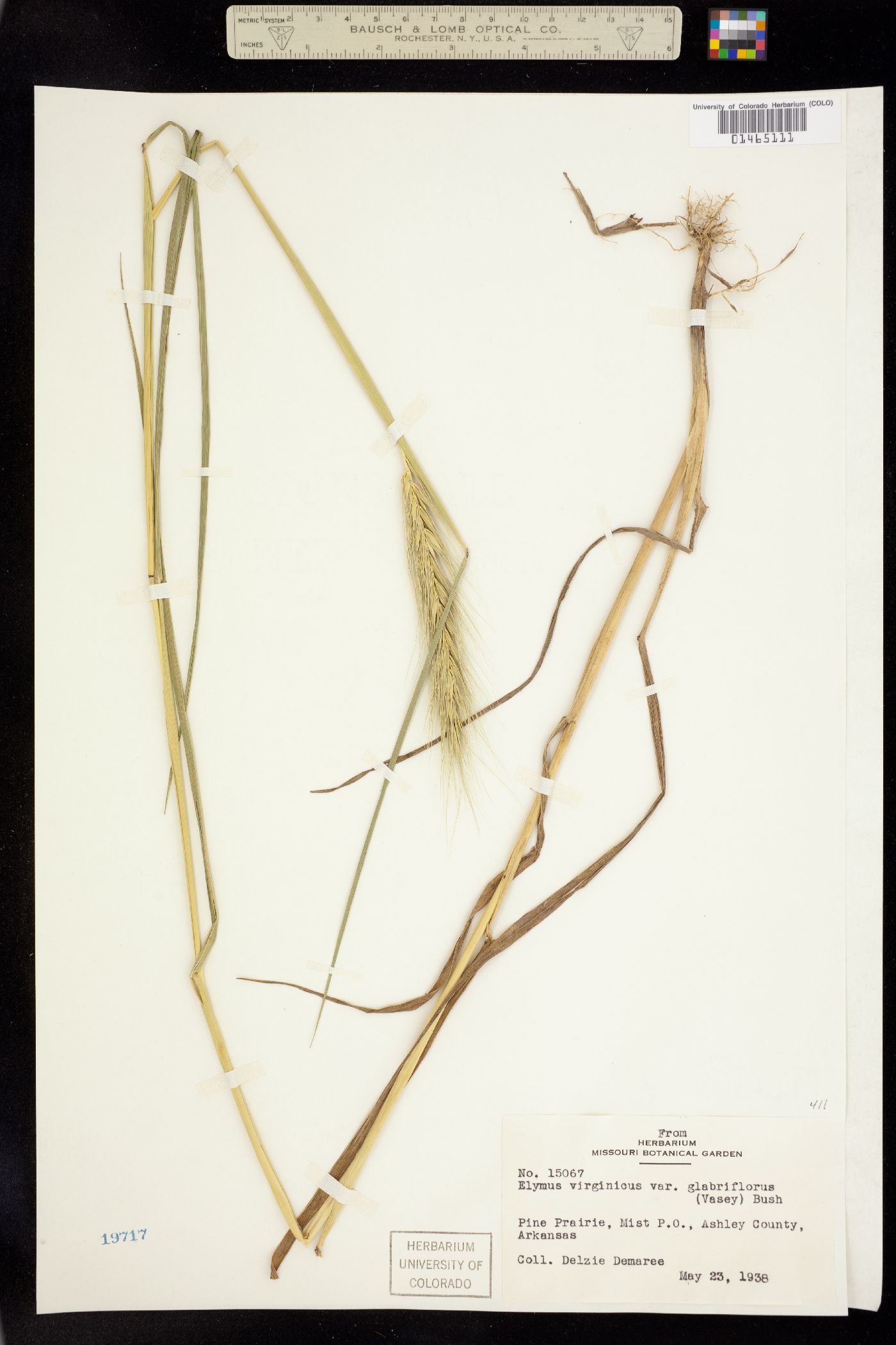 Elymus virginicus image