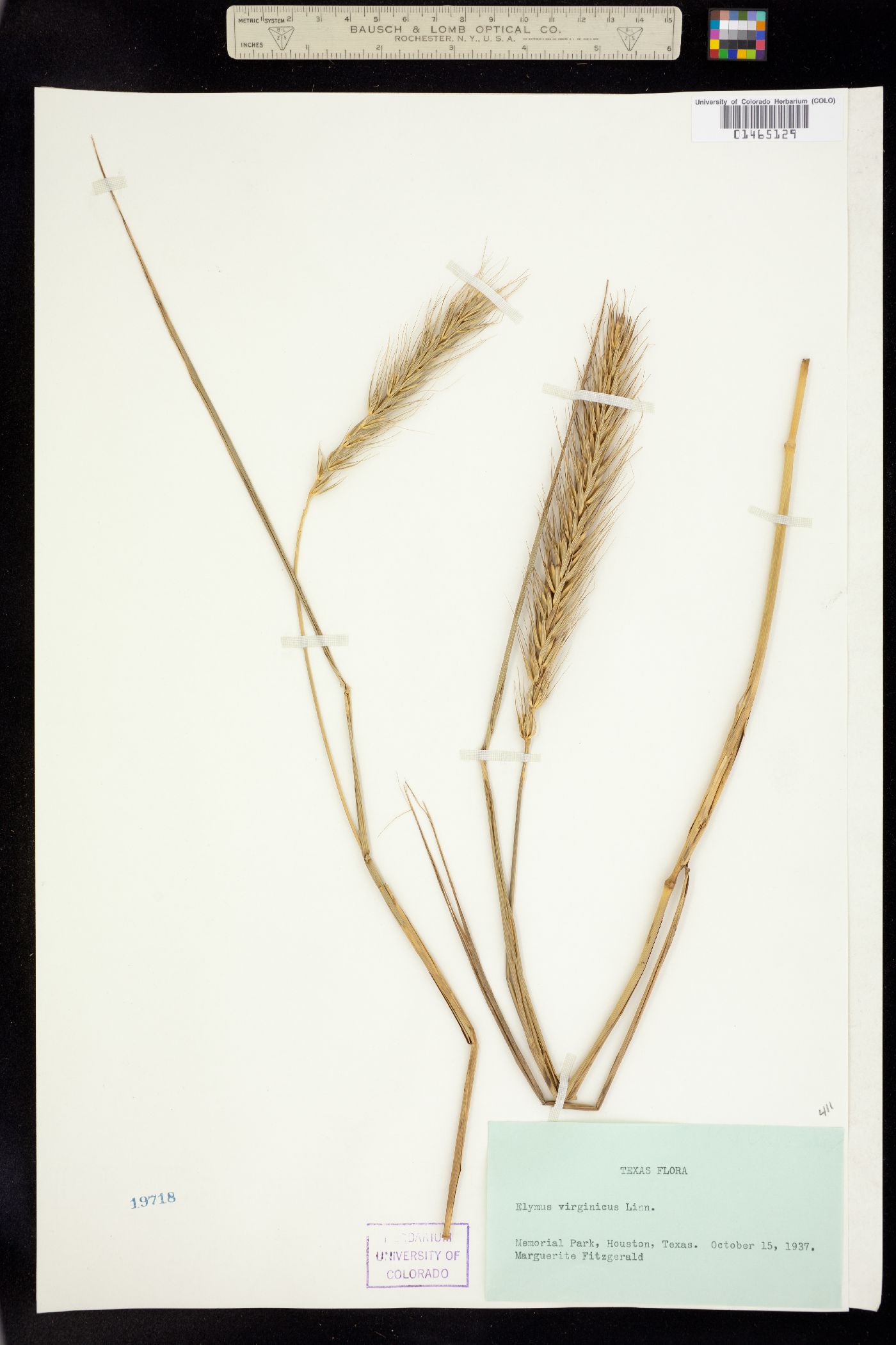 Elymus virginicus image