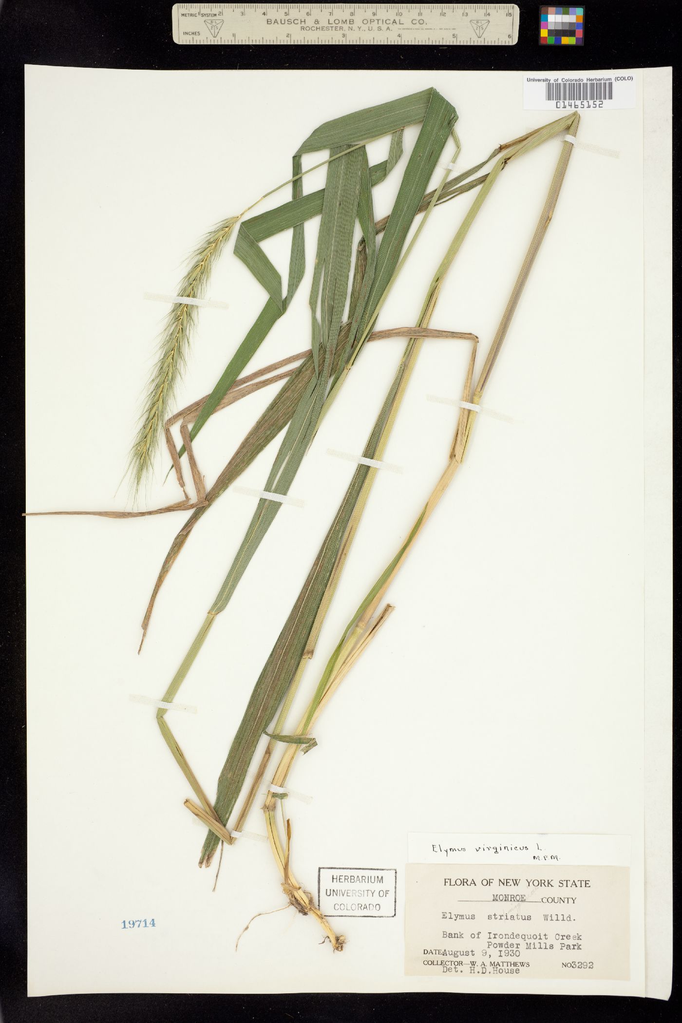 Elymus virginicus image