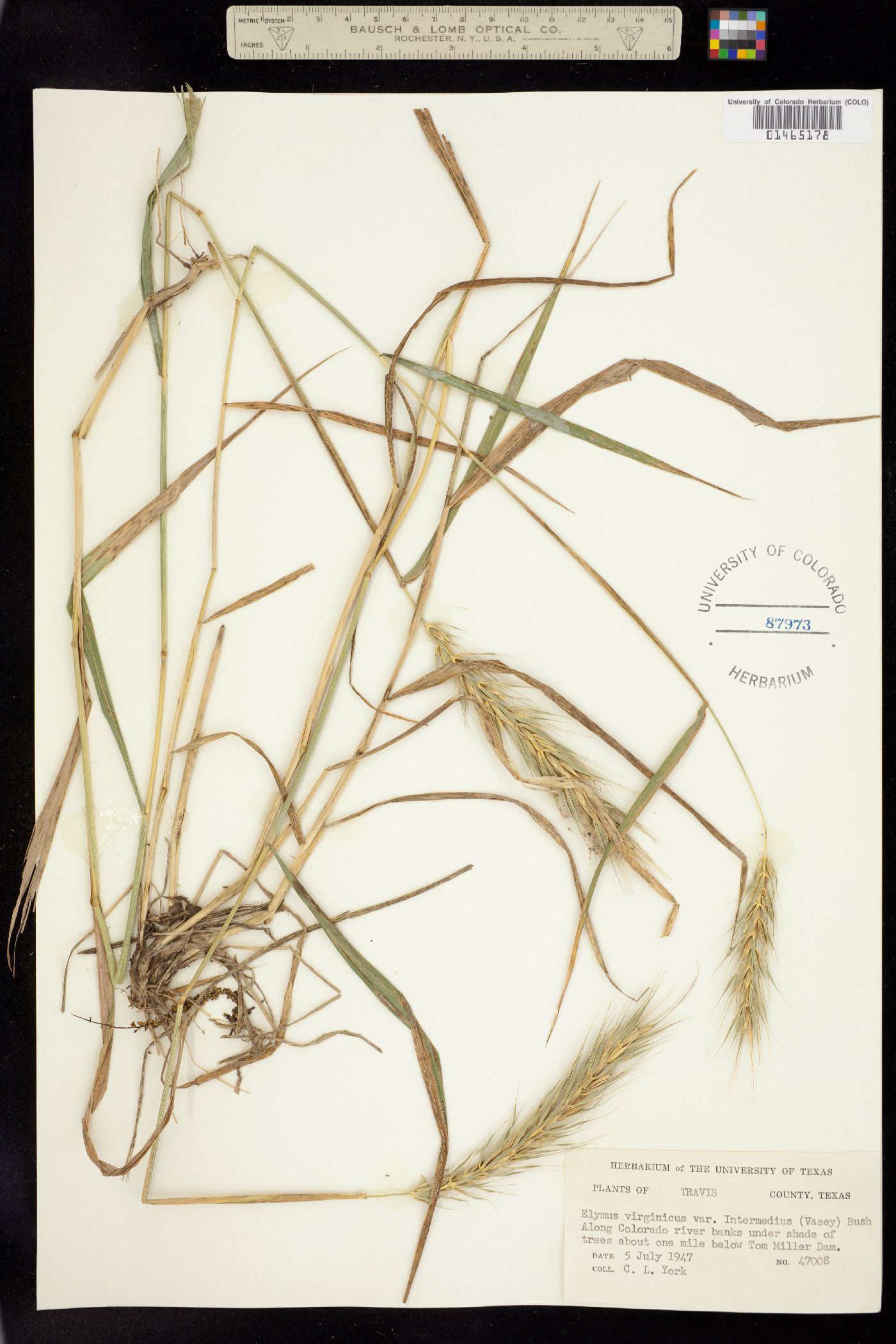 Elymus virginicus image