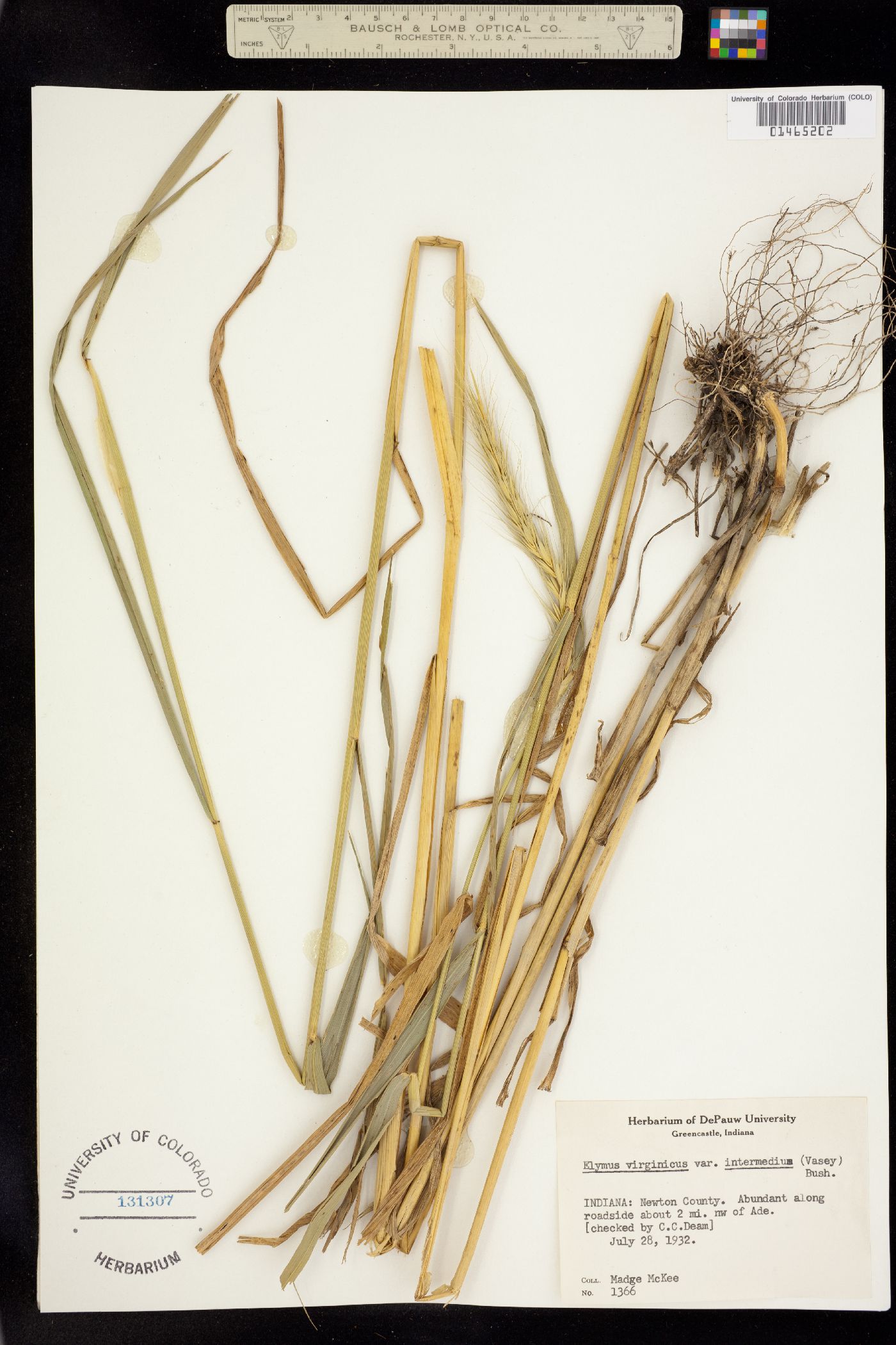 Elymus virginicus image