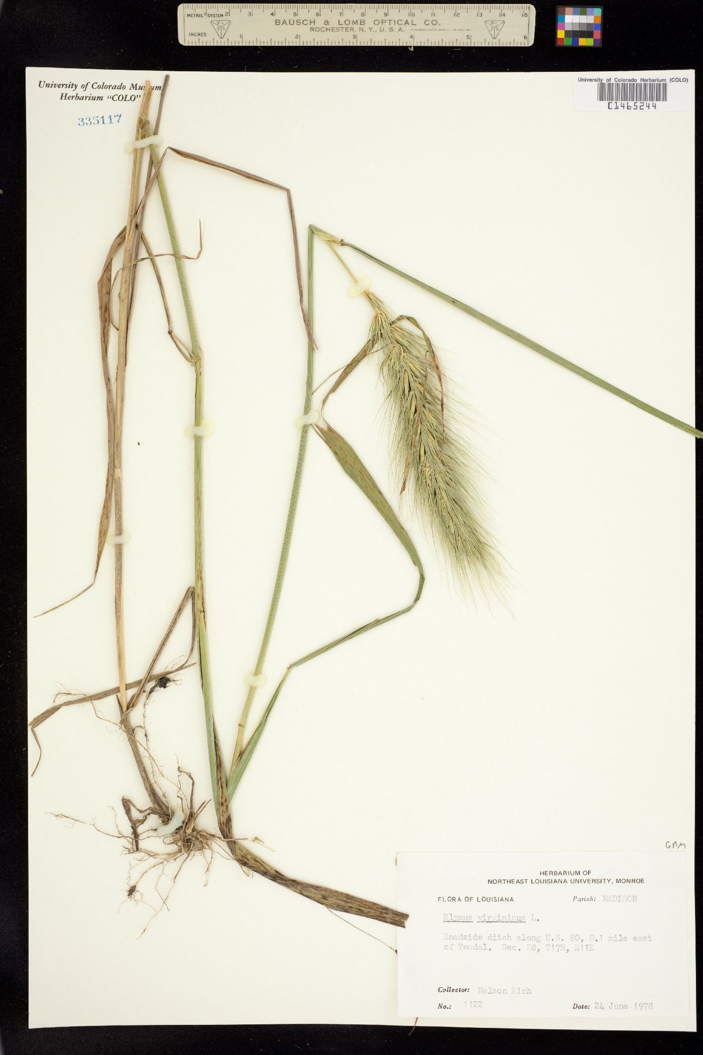 Elymus virginicus image