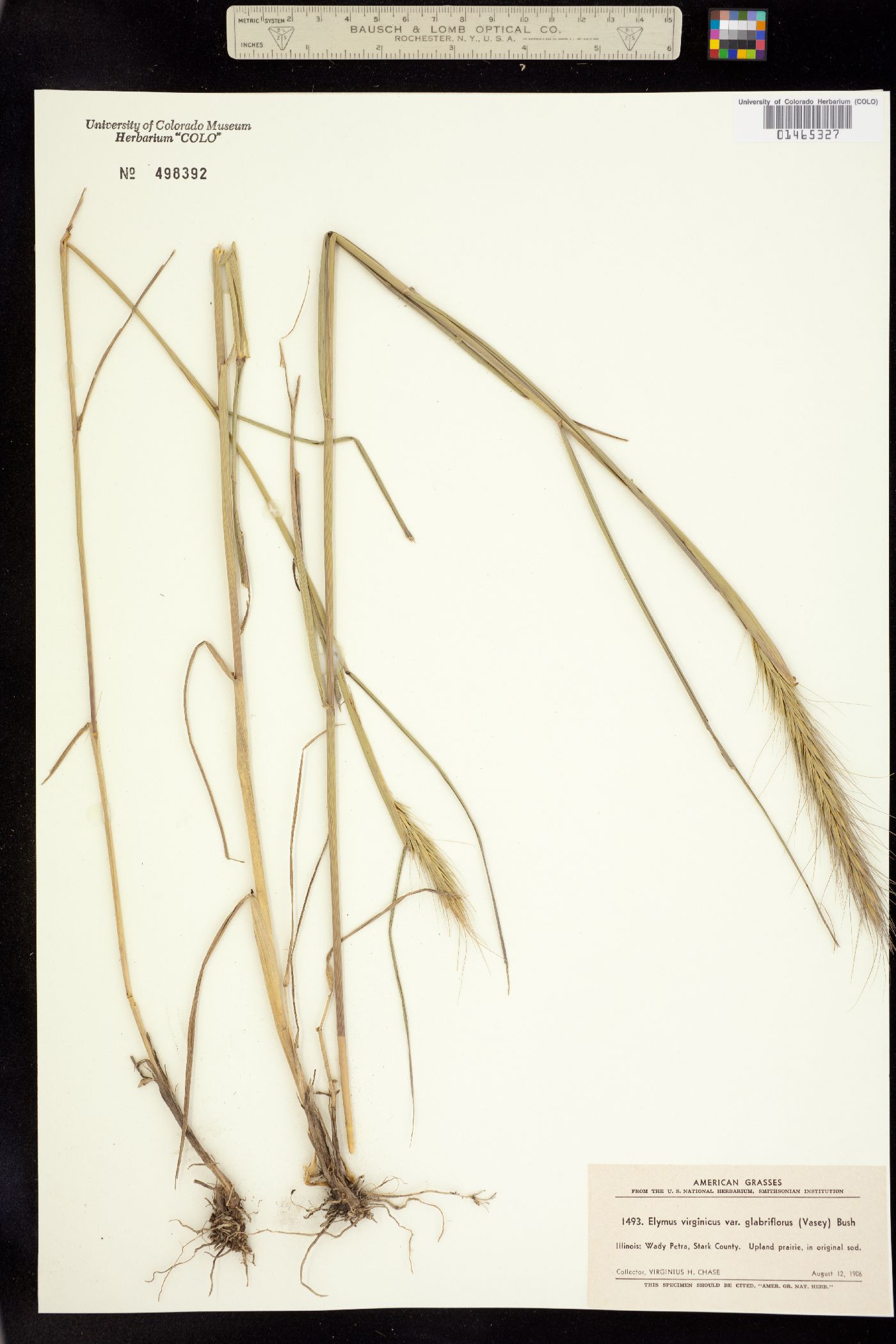 Elymus virginicus image