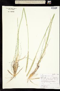 Image of Elymus multicaulis