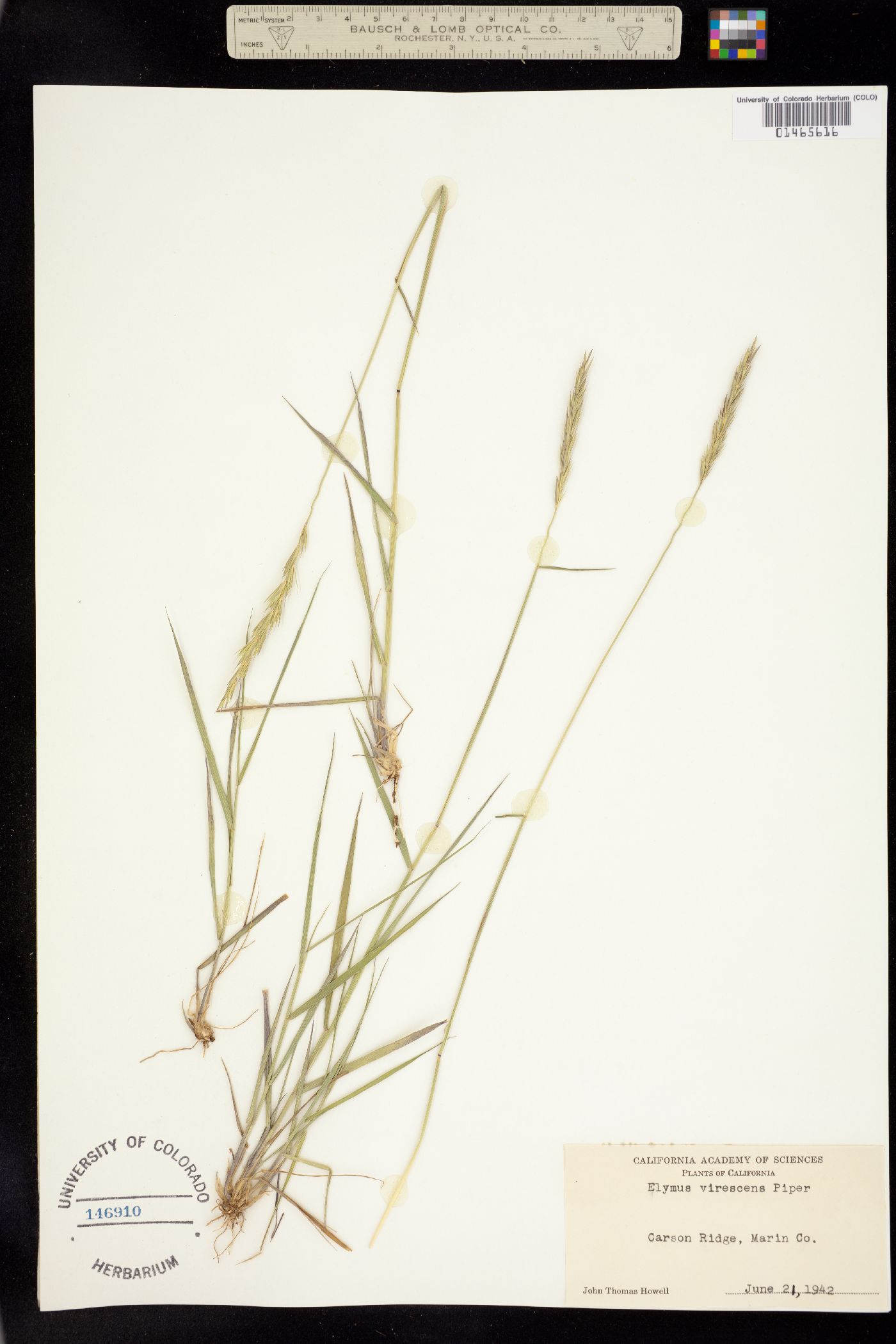 Elymus glaucus ssp. virescens image
