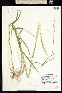 Image of Elymus stebbinsii