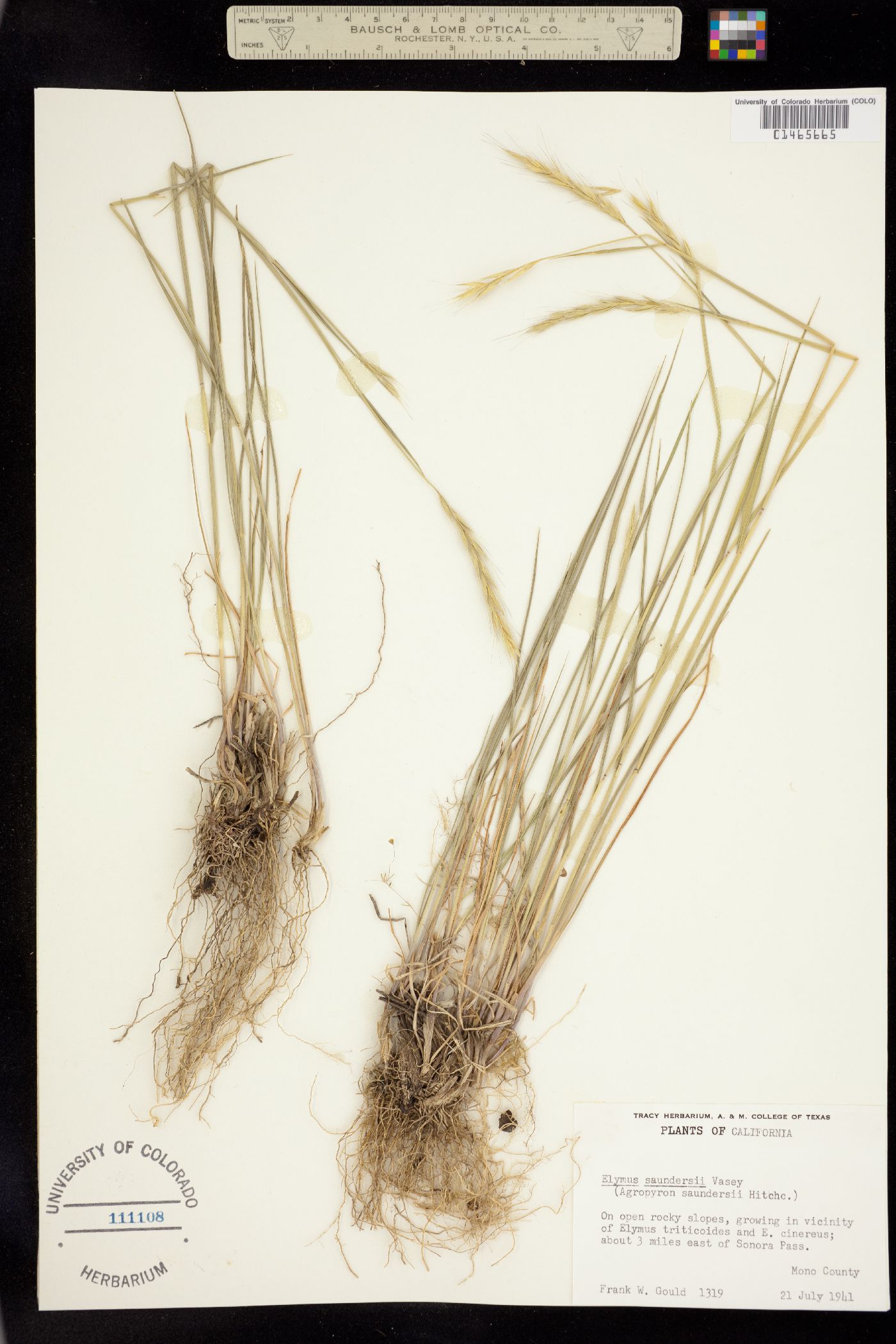 Elymus × saundersii image