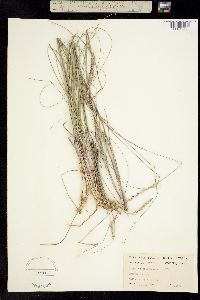 Elyonurus tripsacoides image