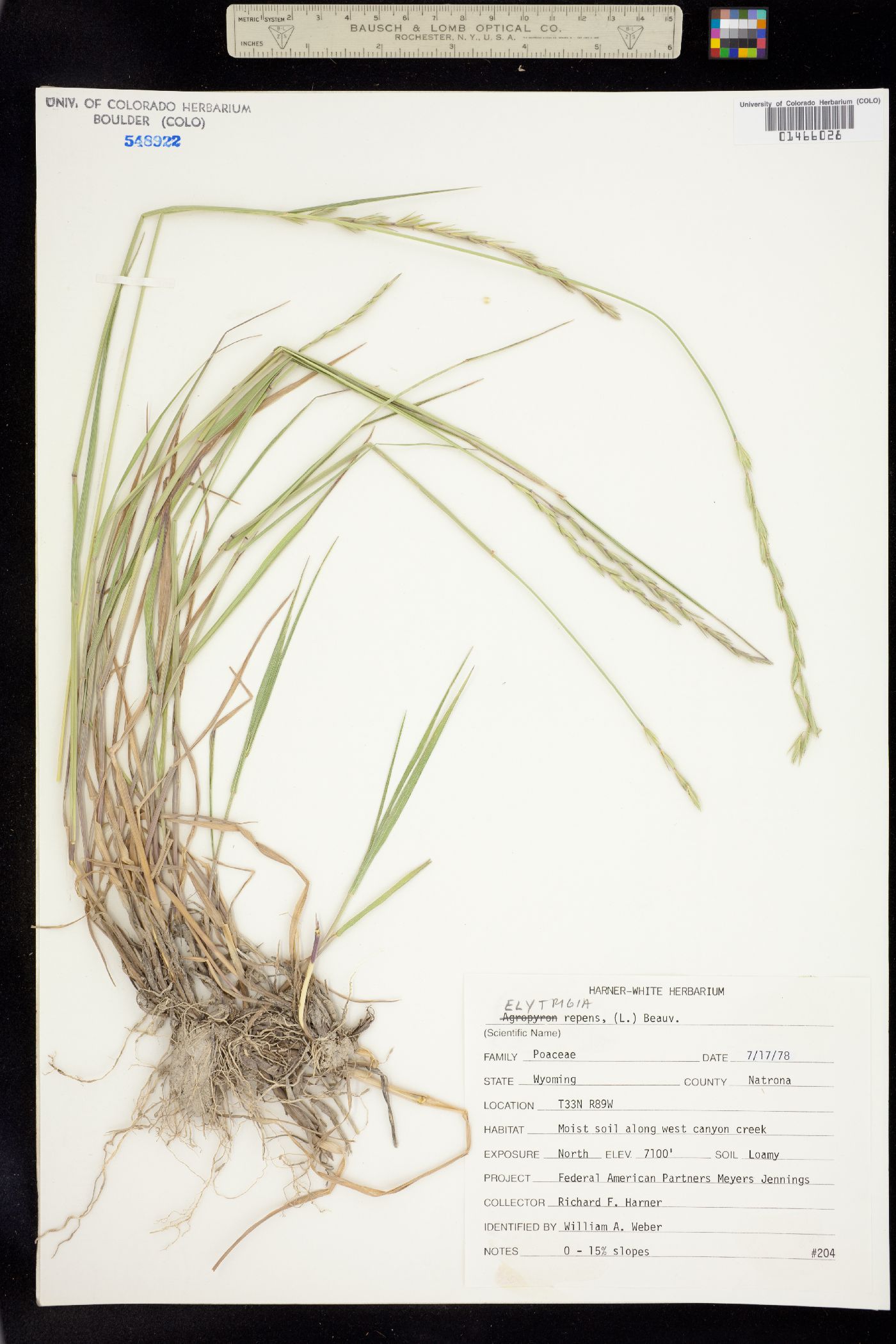Elytrigia repens image