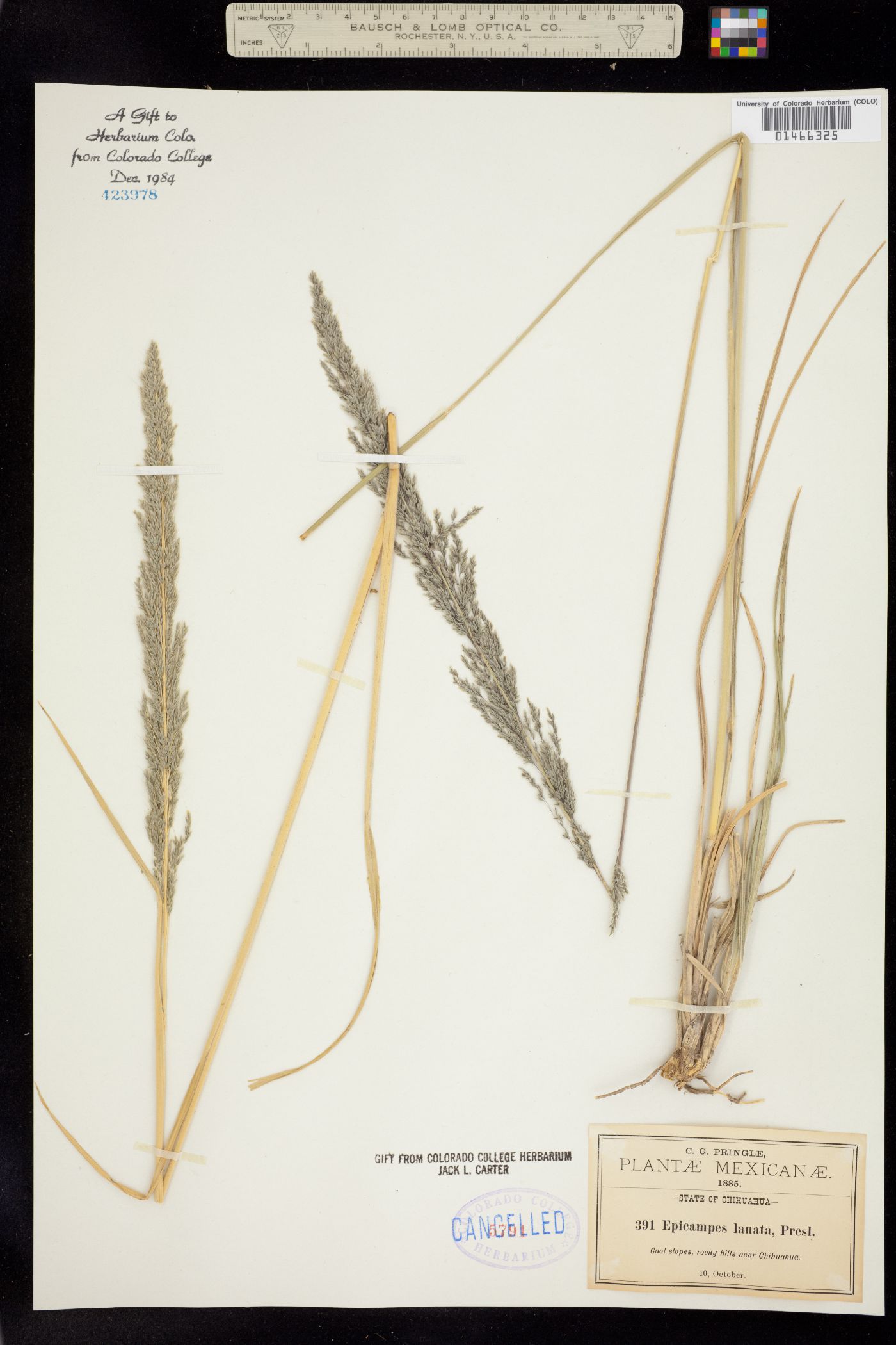 Muhlenbergia pubescens image