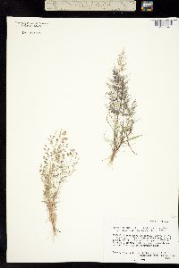 Image of Eragrostis tenella