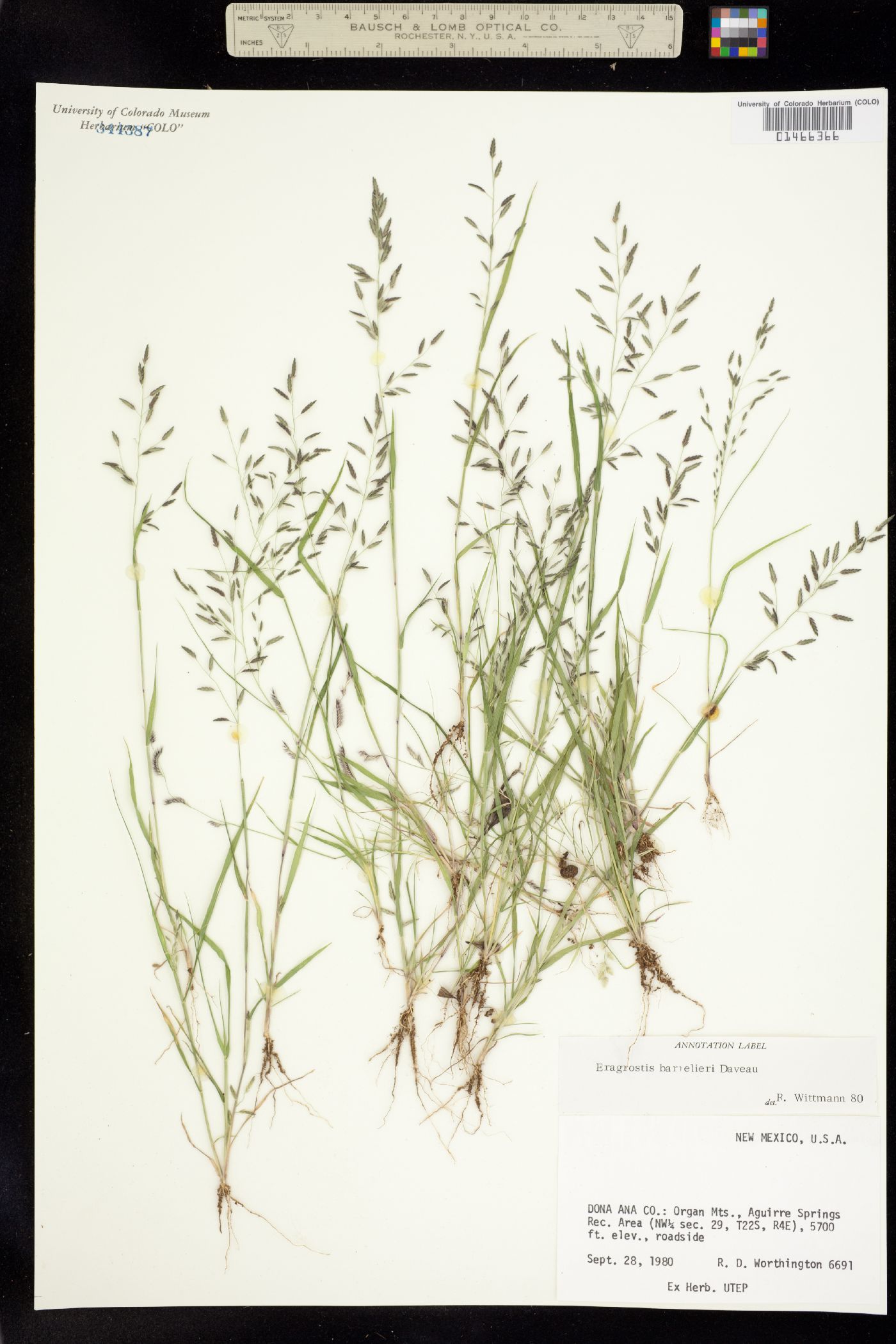 Eragrostis barrelieri image