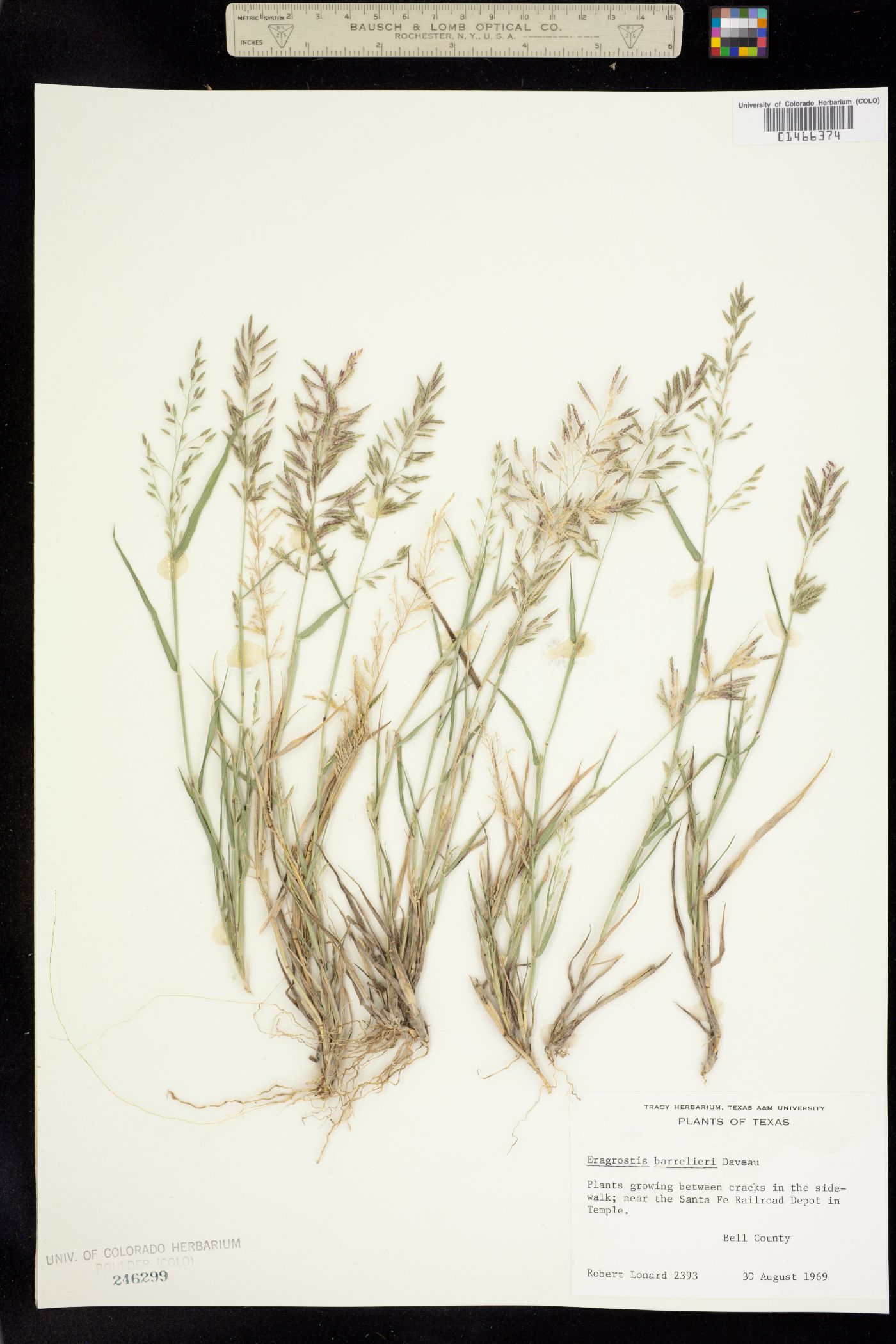 Eragrostis image