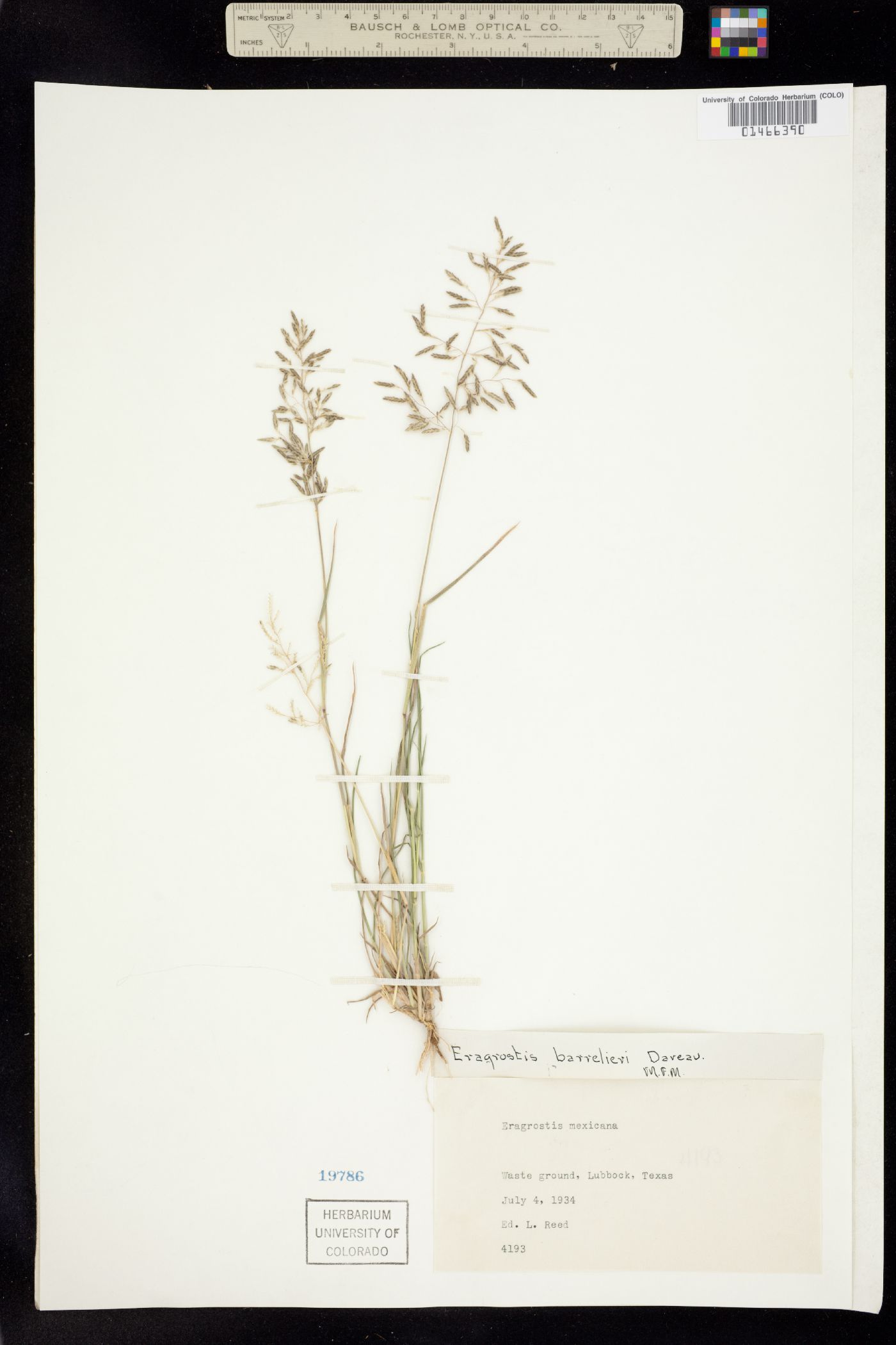 Eragrostis barrelieri image