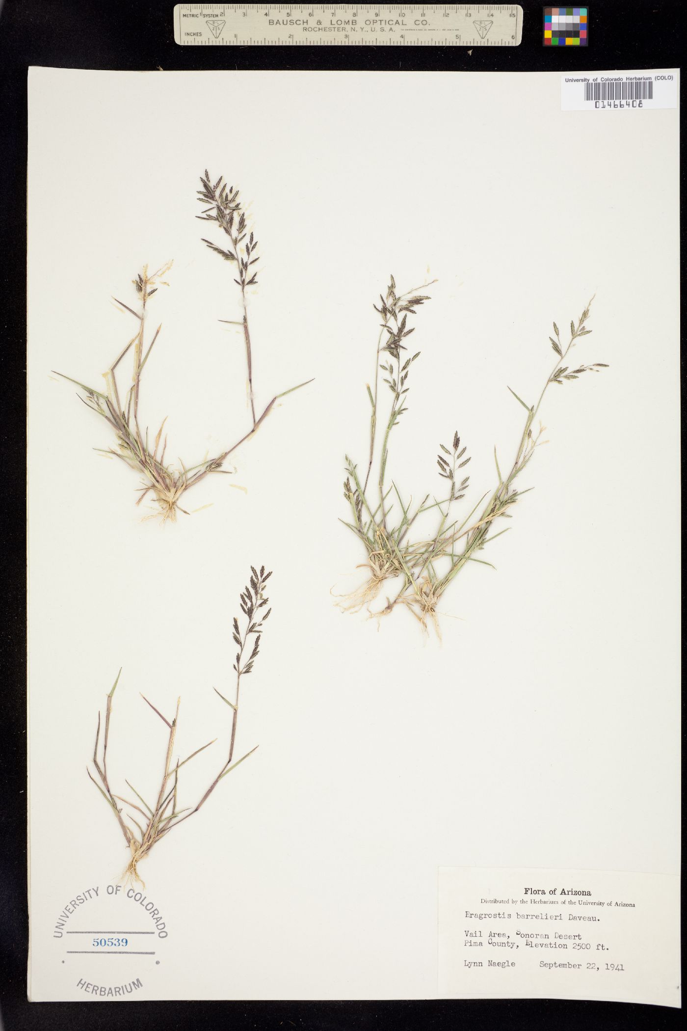 Eragrostis barrelieri image