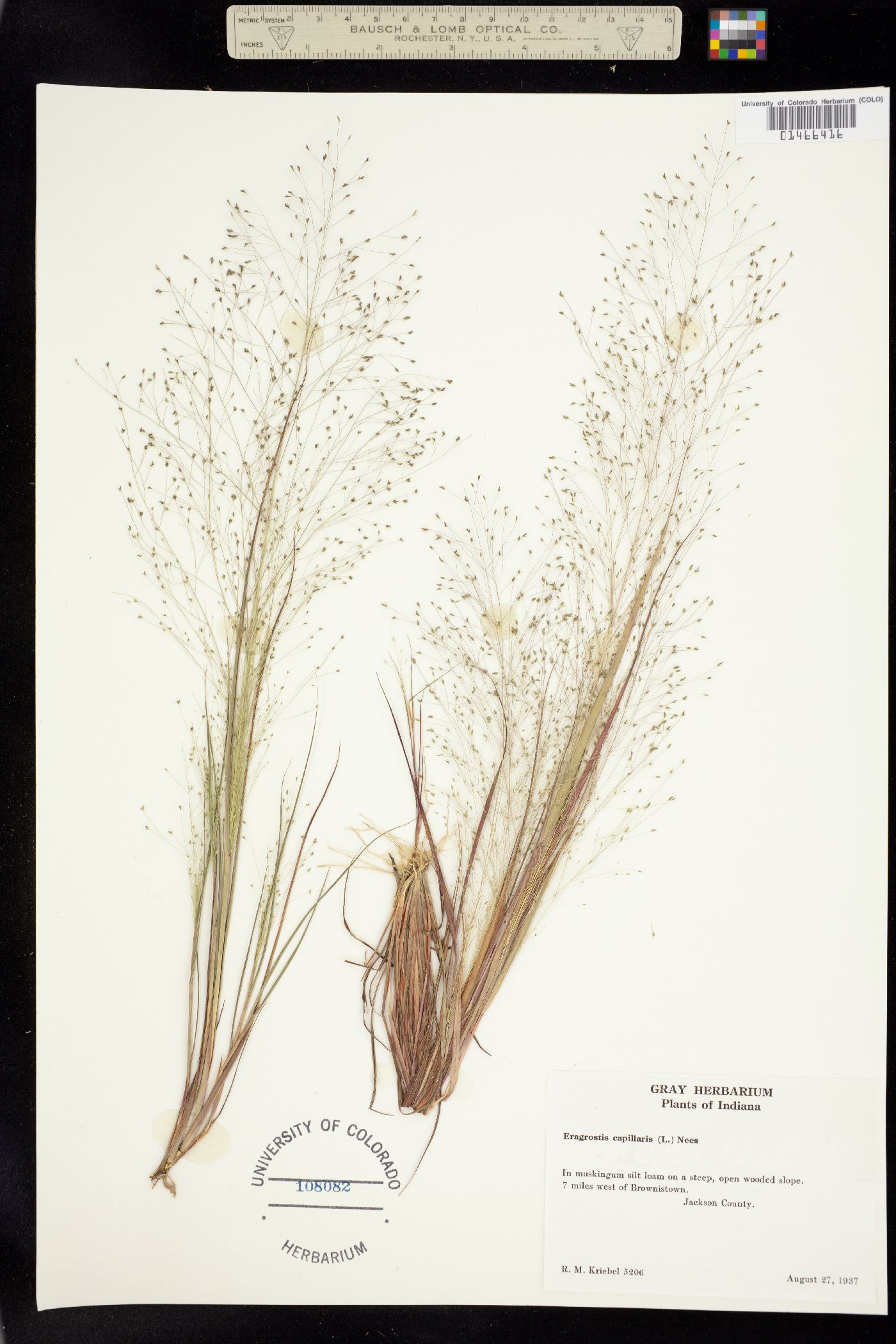 Eragrostis capillaris image