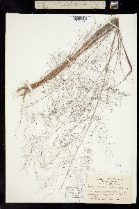 Image of Eragrostis capillaris
