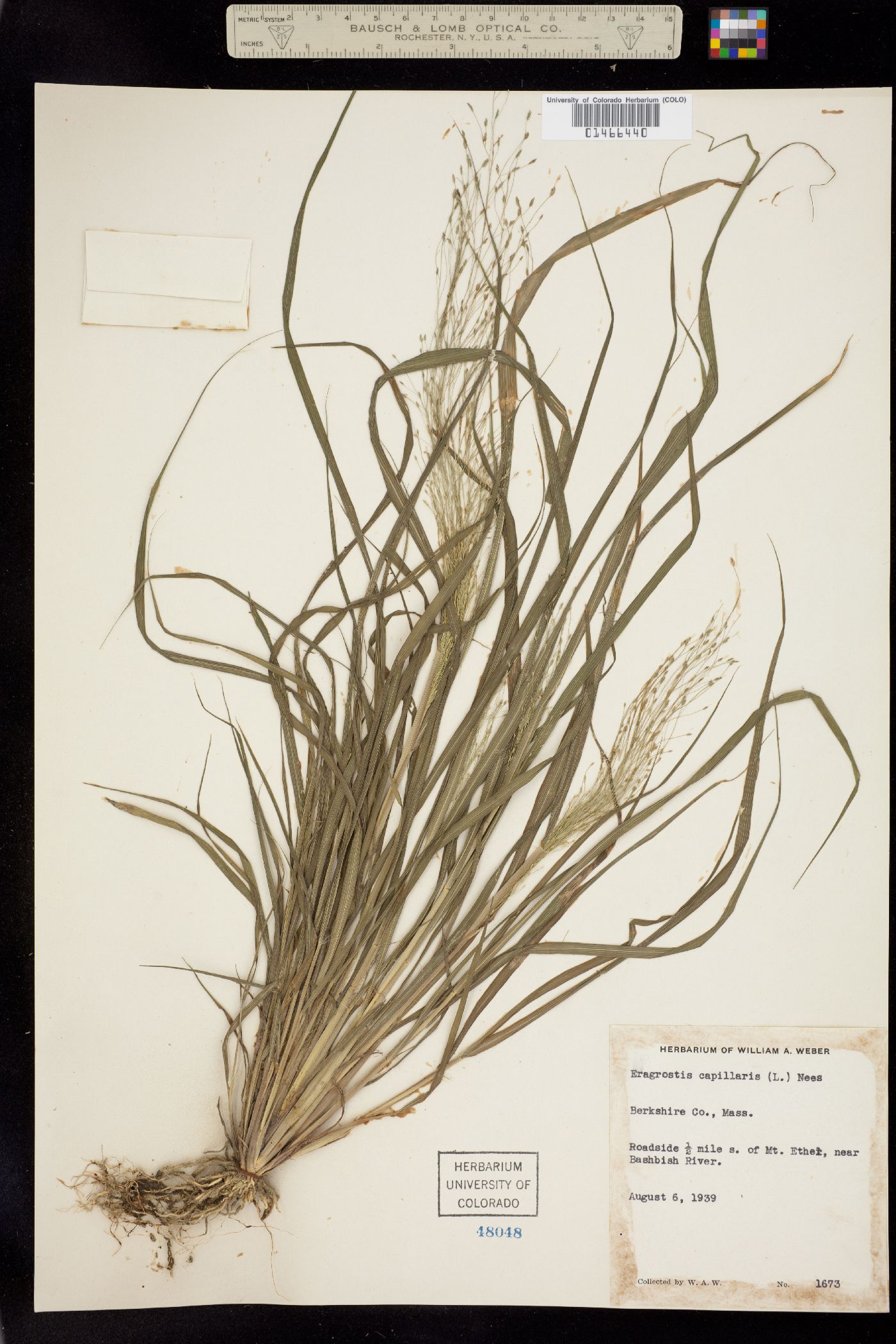 Eragrostis capillaris image