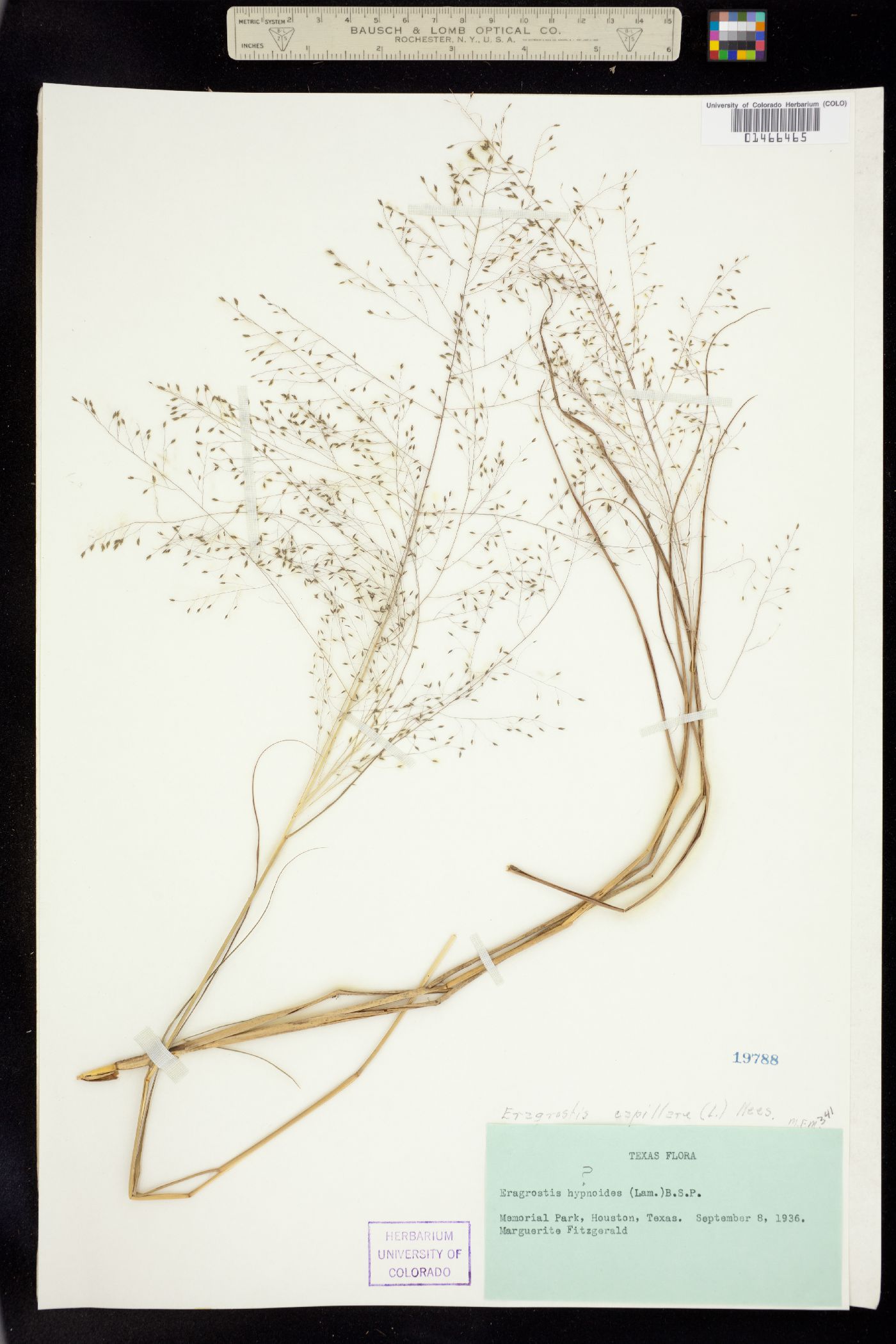 Eragrostis capillaris image