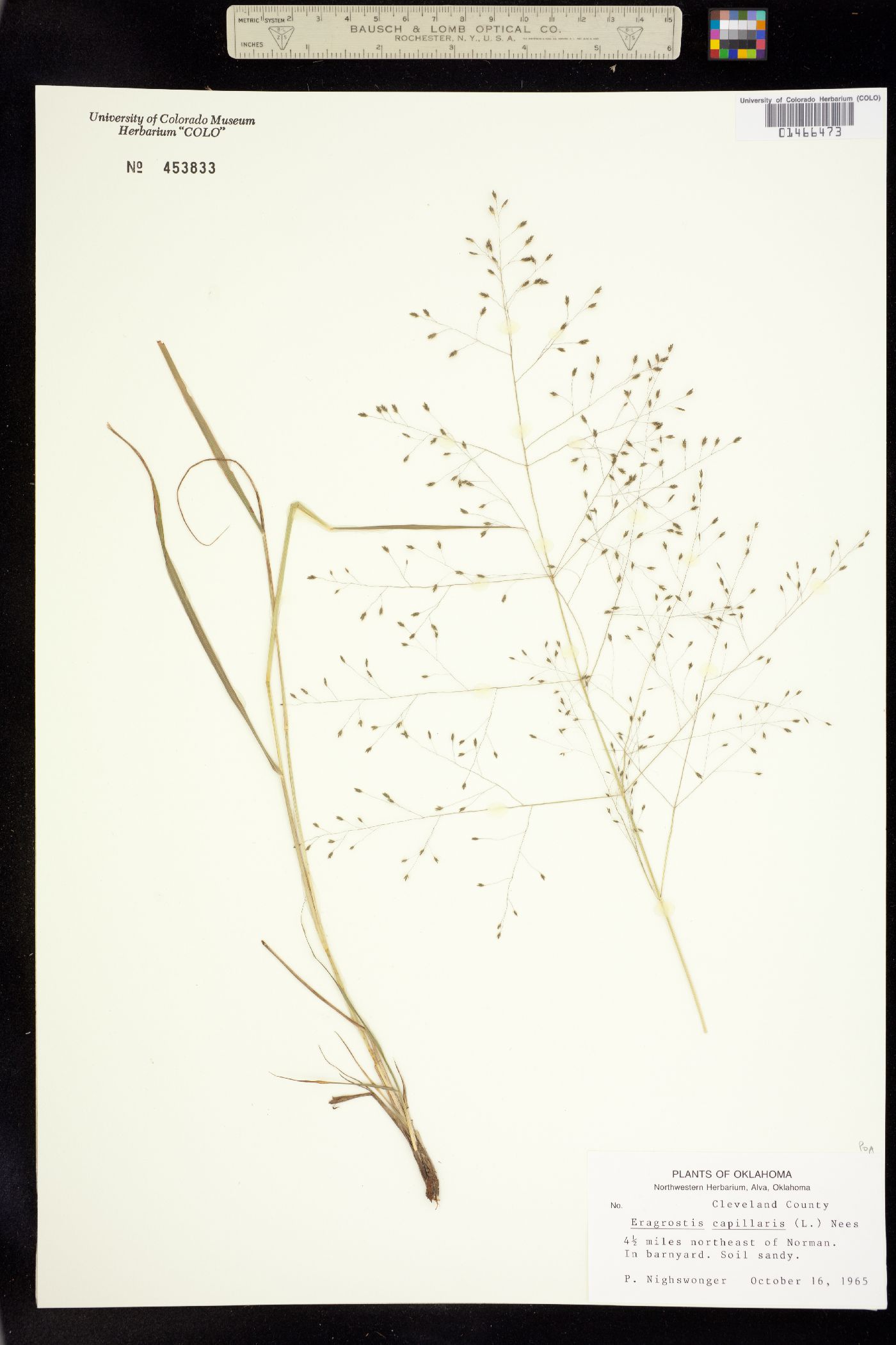 Eragrostis capillaris image
