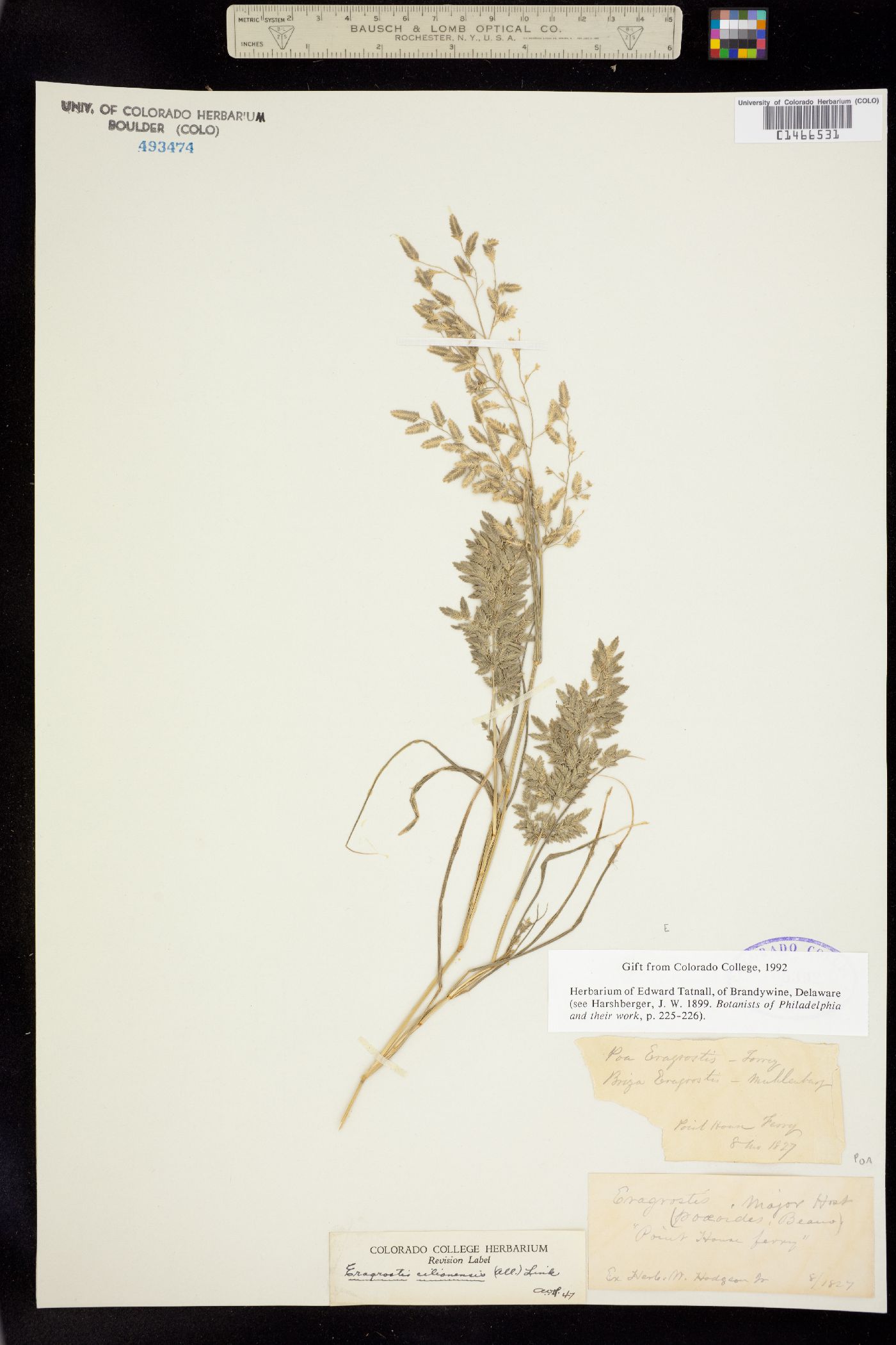 Eragrostis cilianensis image