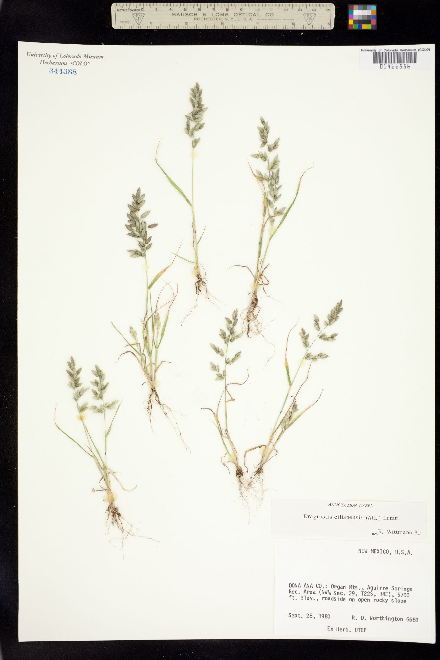 Eragrostis image