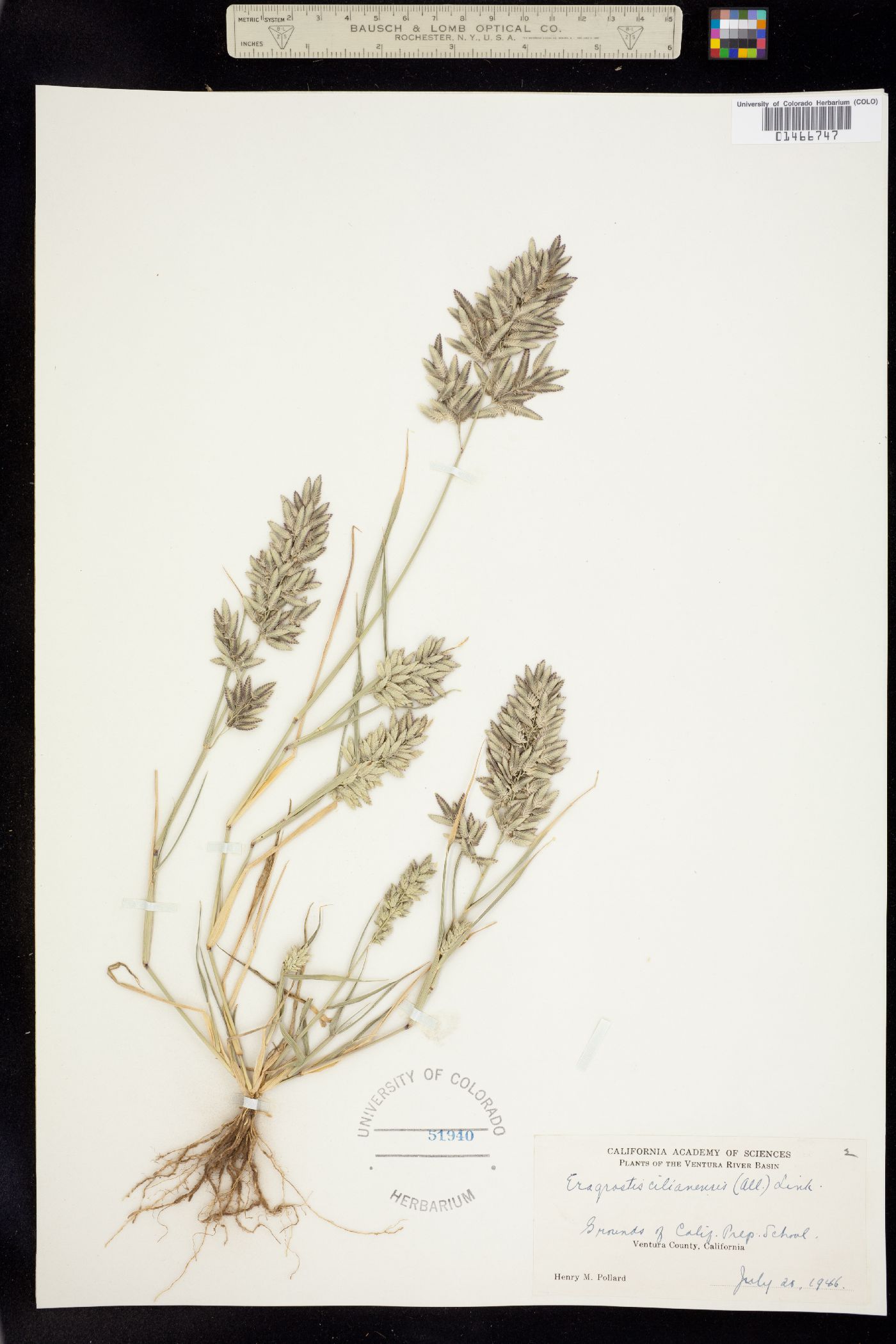 Eragrostis cilianensis image