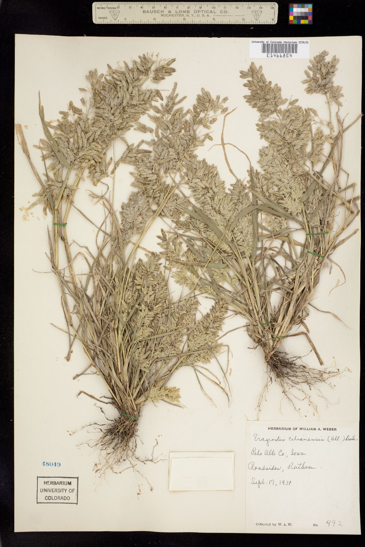 Eragrostis image