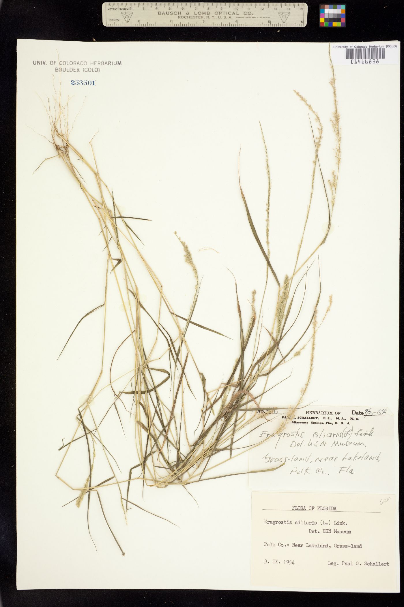 Eragrostis ciliaris image